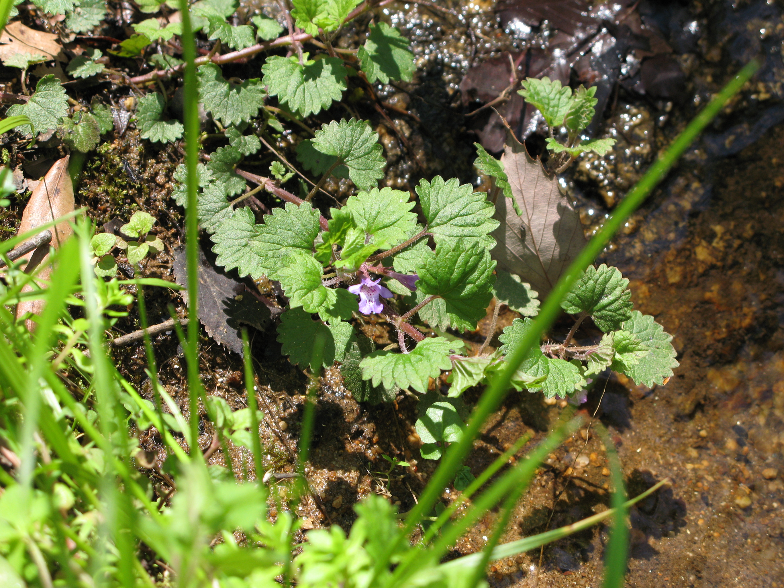 道草 シソ科 道草 シソ科
