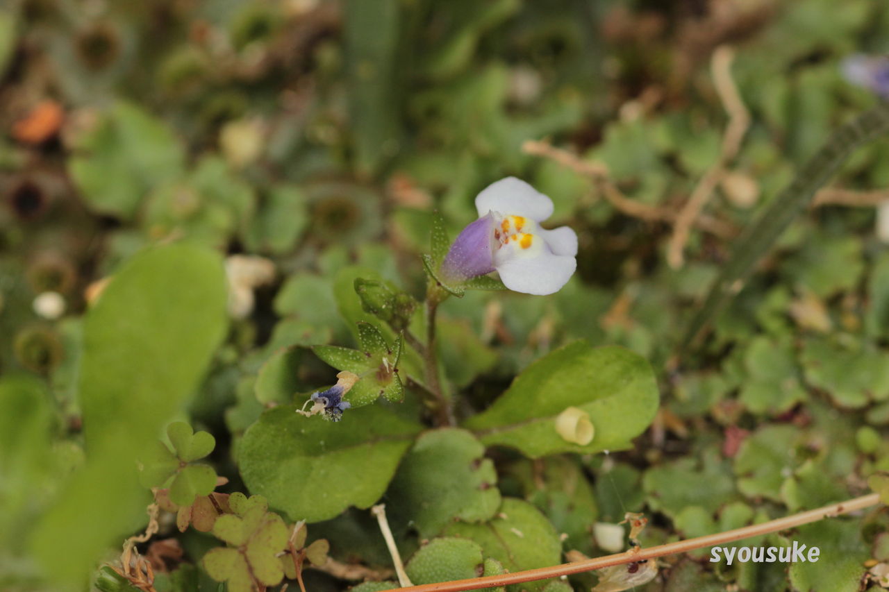トキワハゼ 常盤はぜ 道草