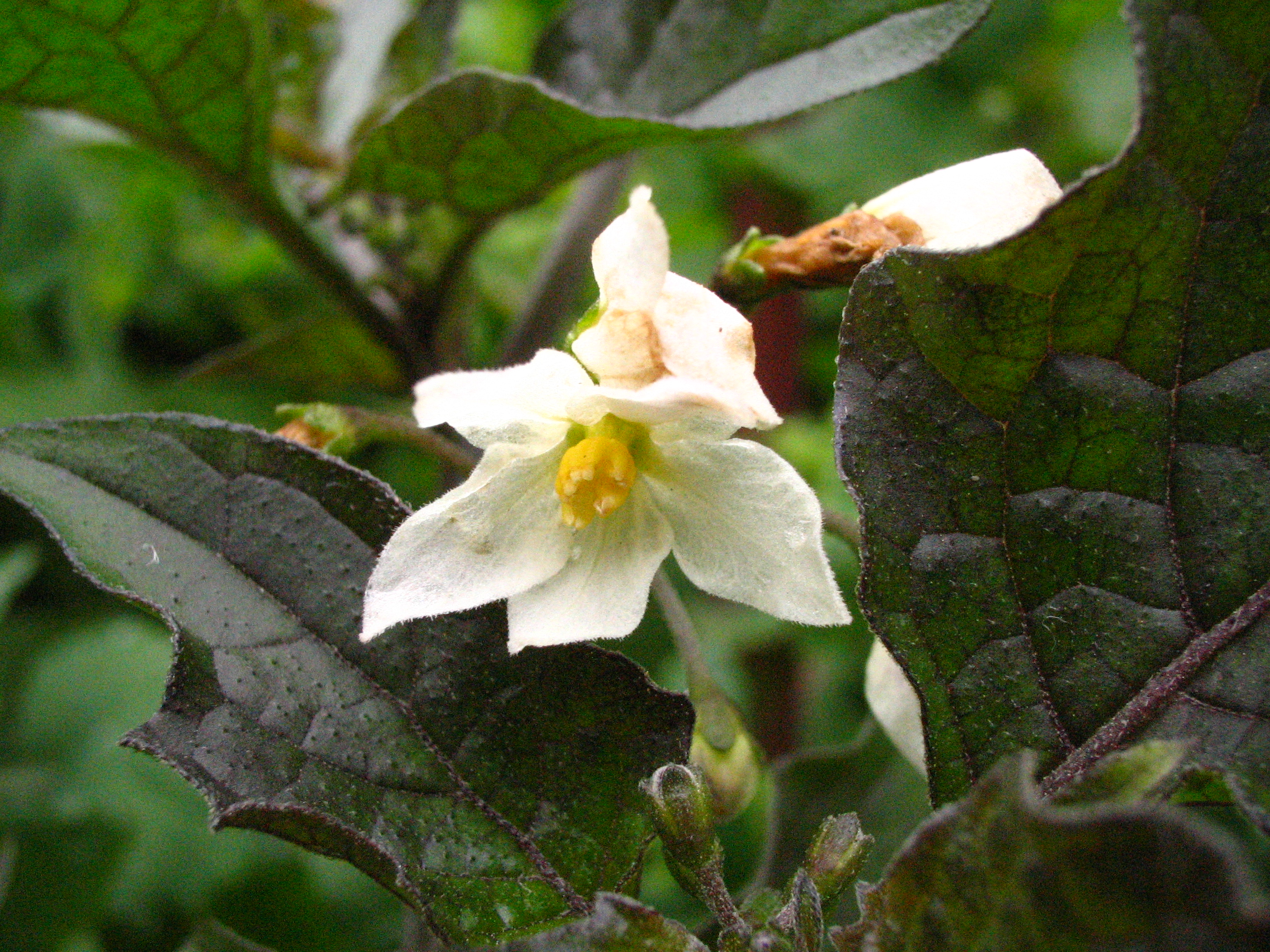 イヌホオズキ 犬鬼灯 道草