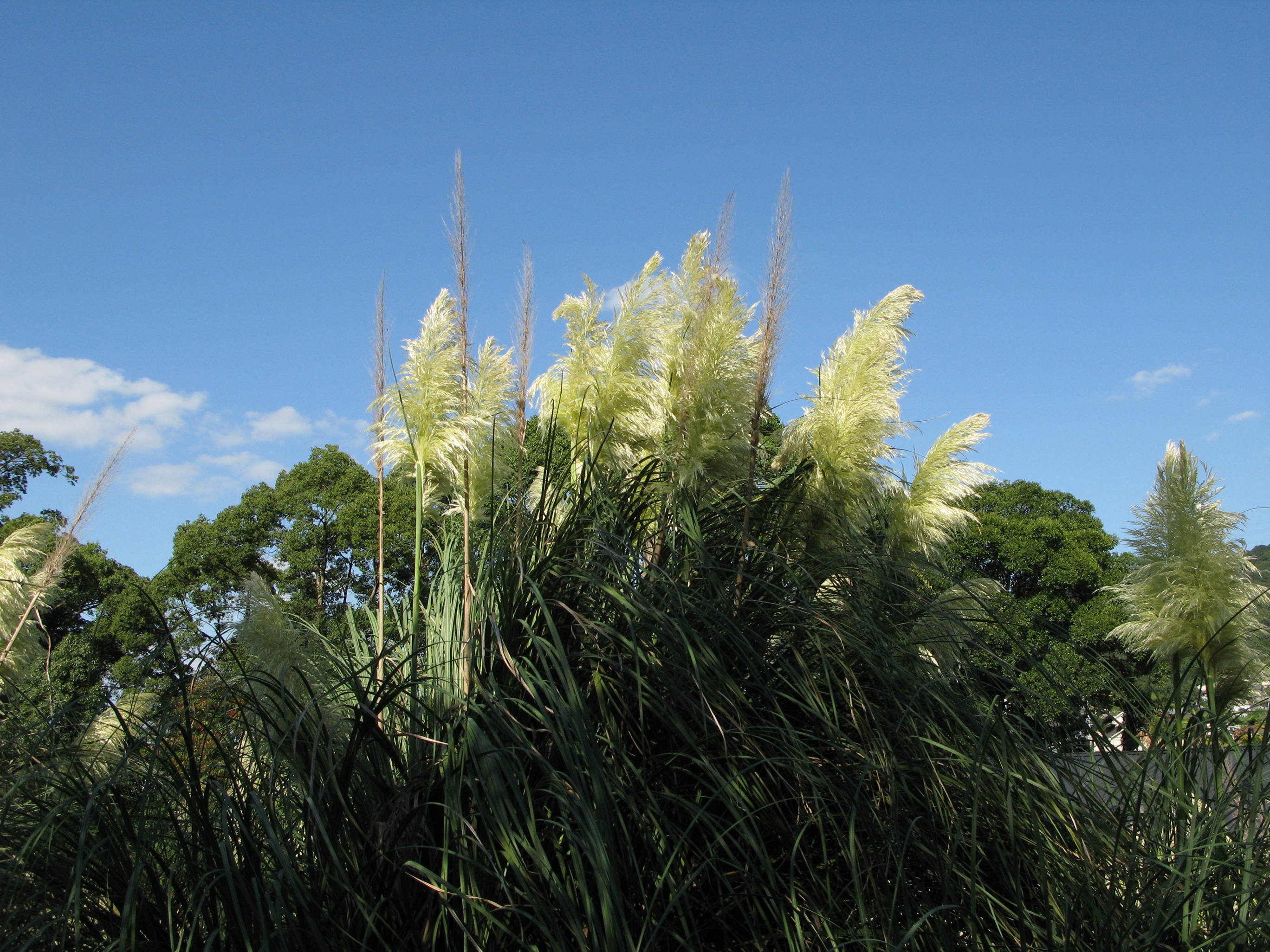 シロガネヨシ 白銀葭 パンパスグラス 道草
