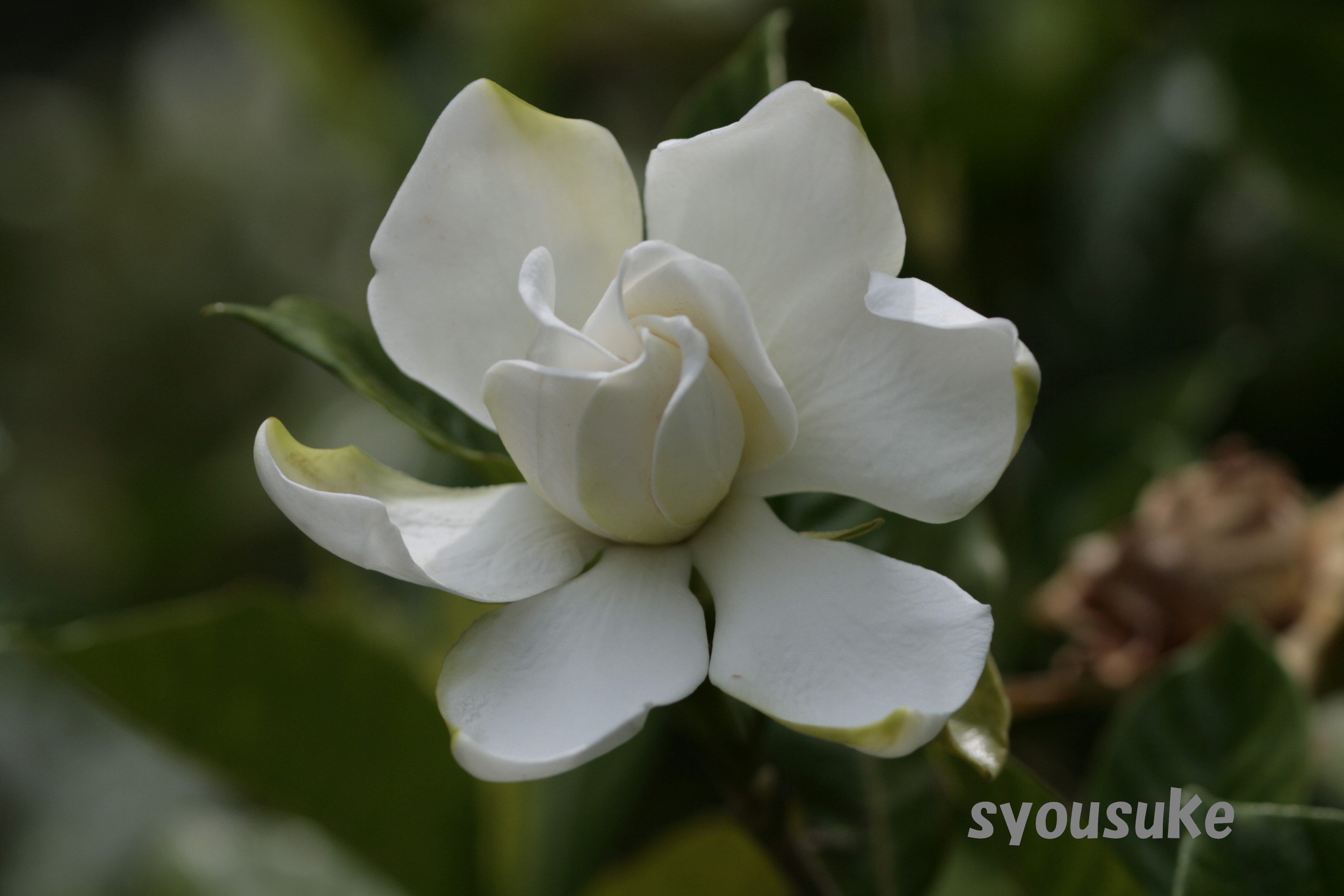 クチナシ 梔子 道草