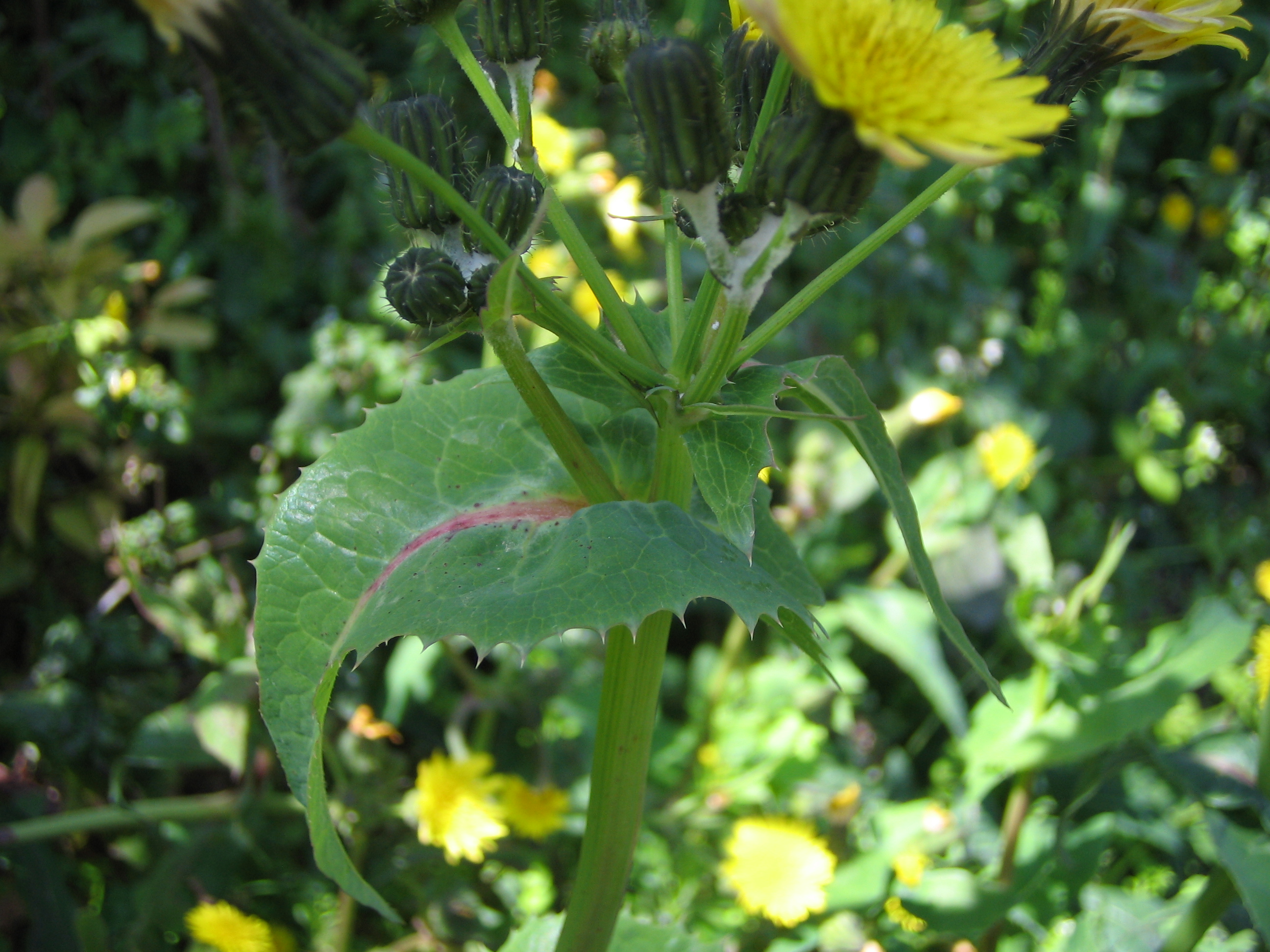 ノゲシ 野芥子 道草