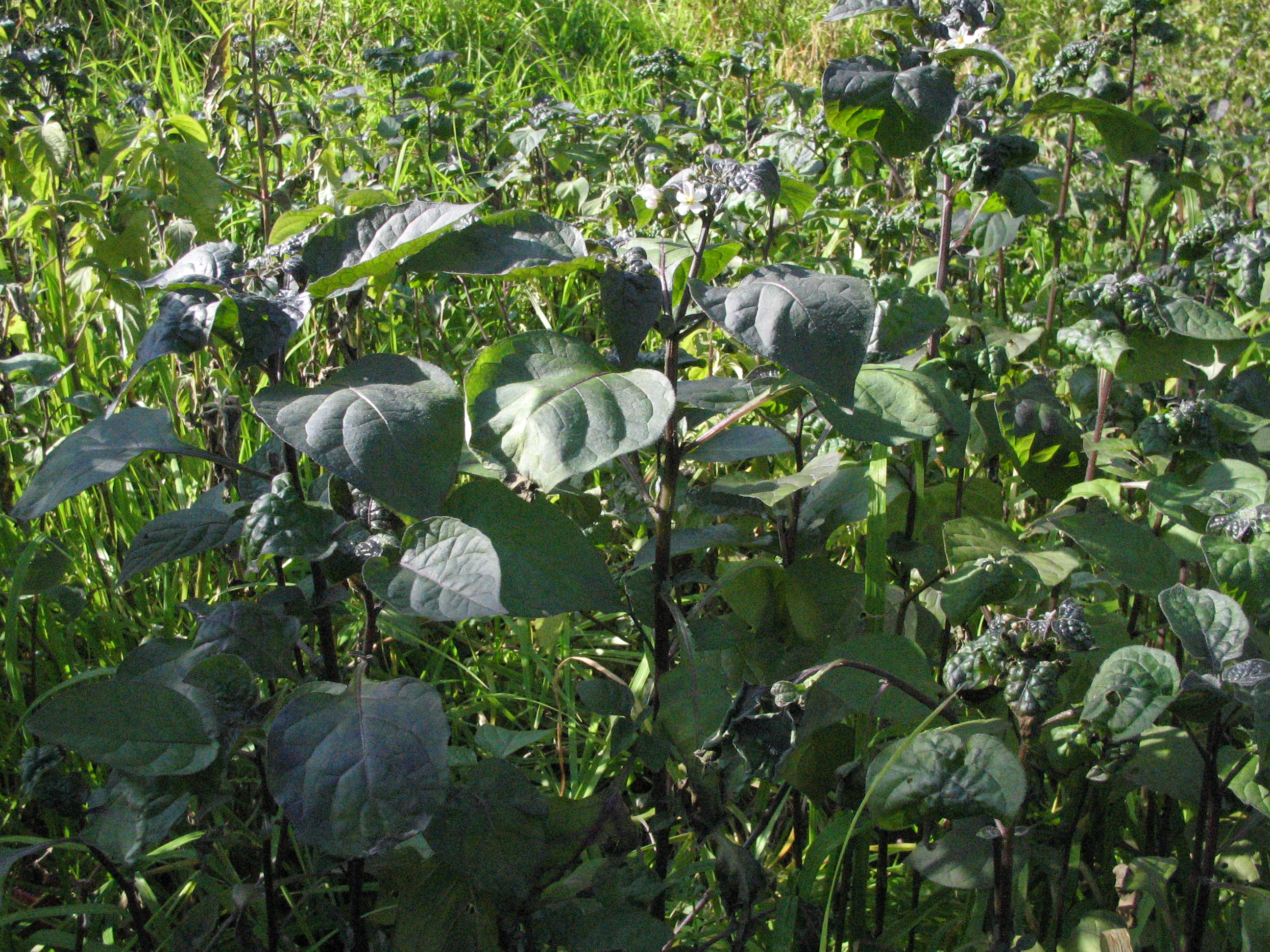 イヌホオズキ 犬鬼灯 道草