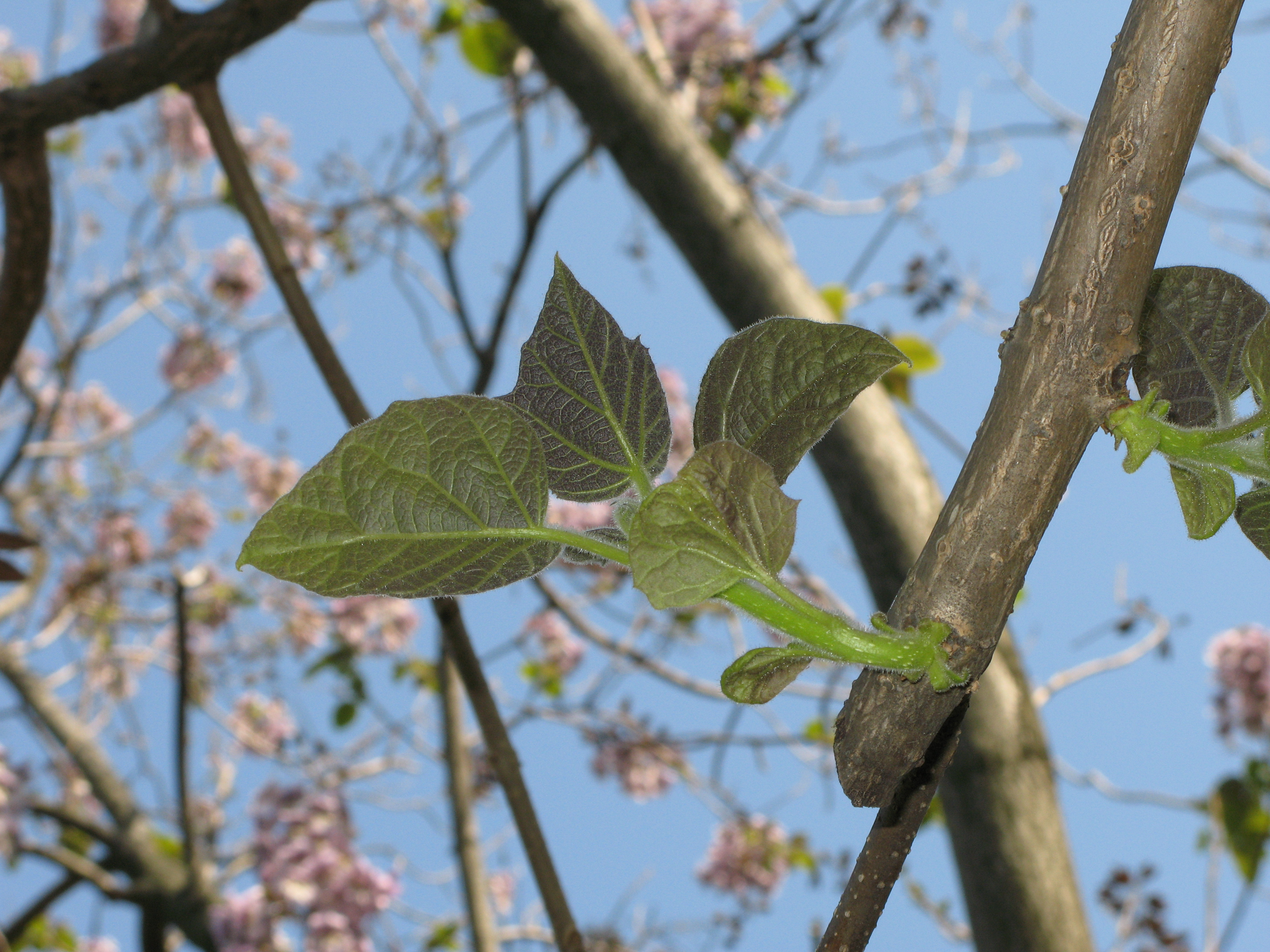キリ 桐 道草