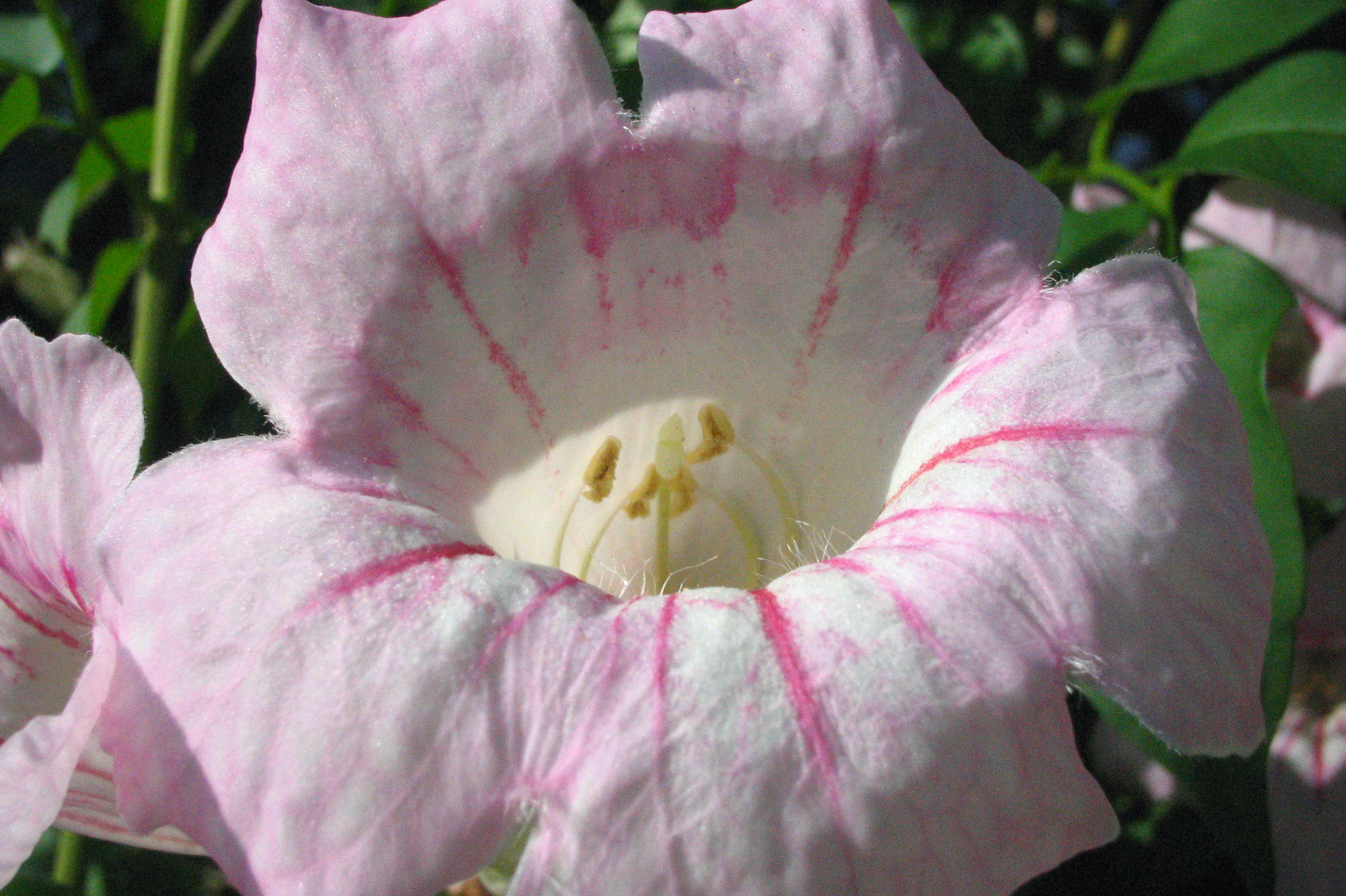 道草 花