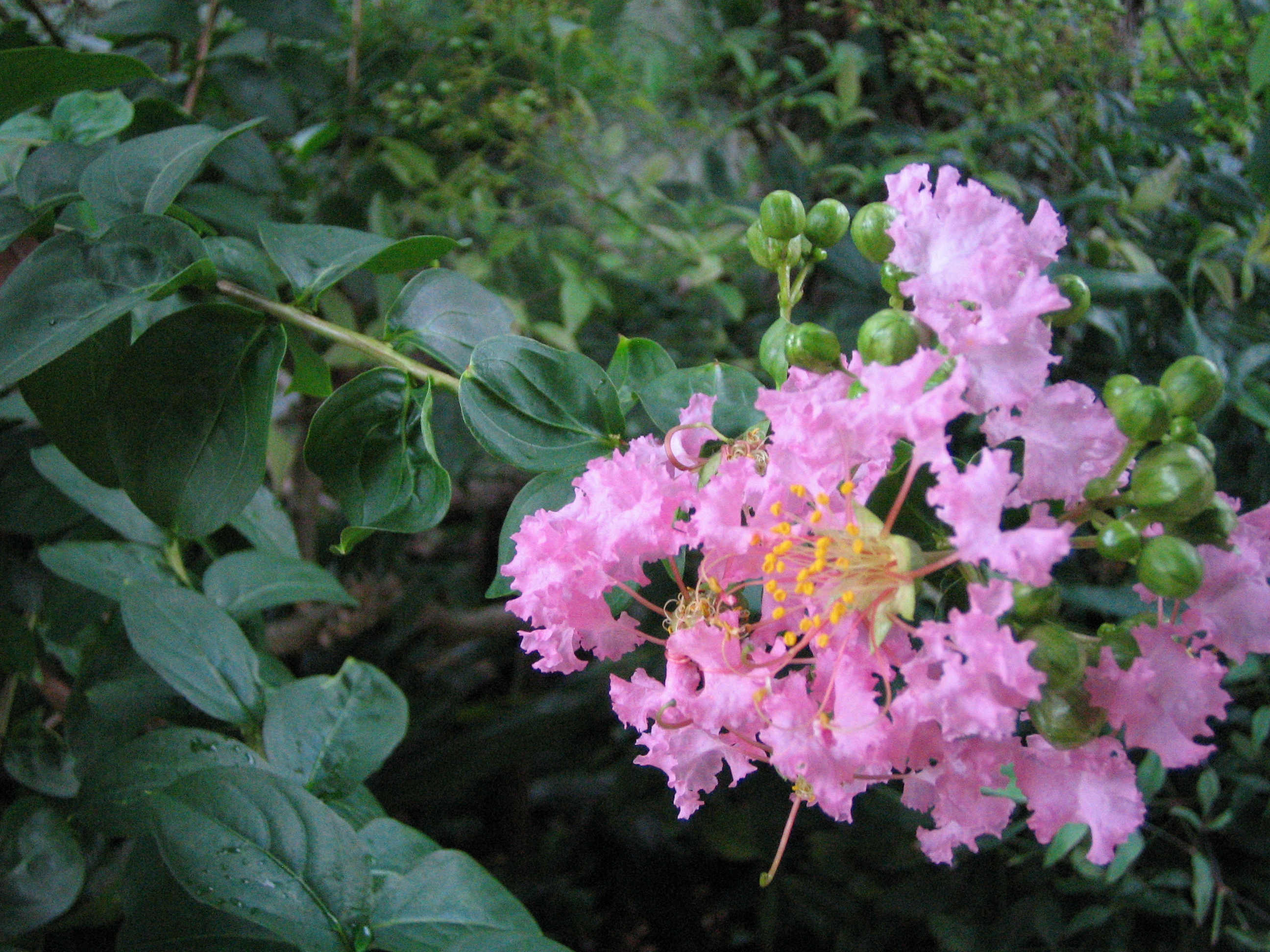 サルスベリ 百日紅 道草