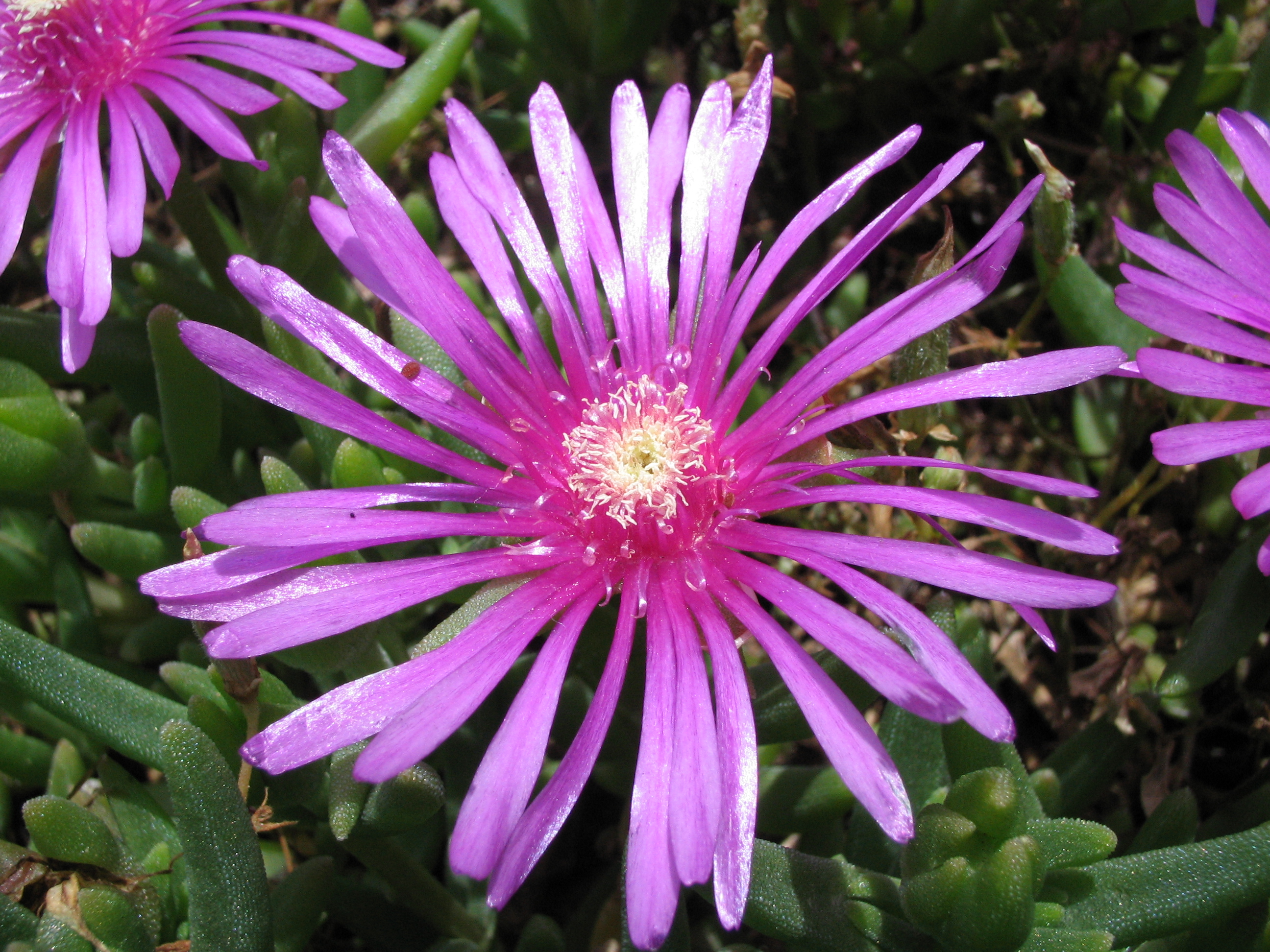 マツバギク 松葉菊 道草