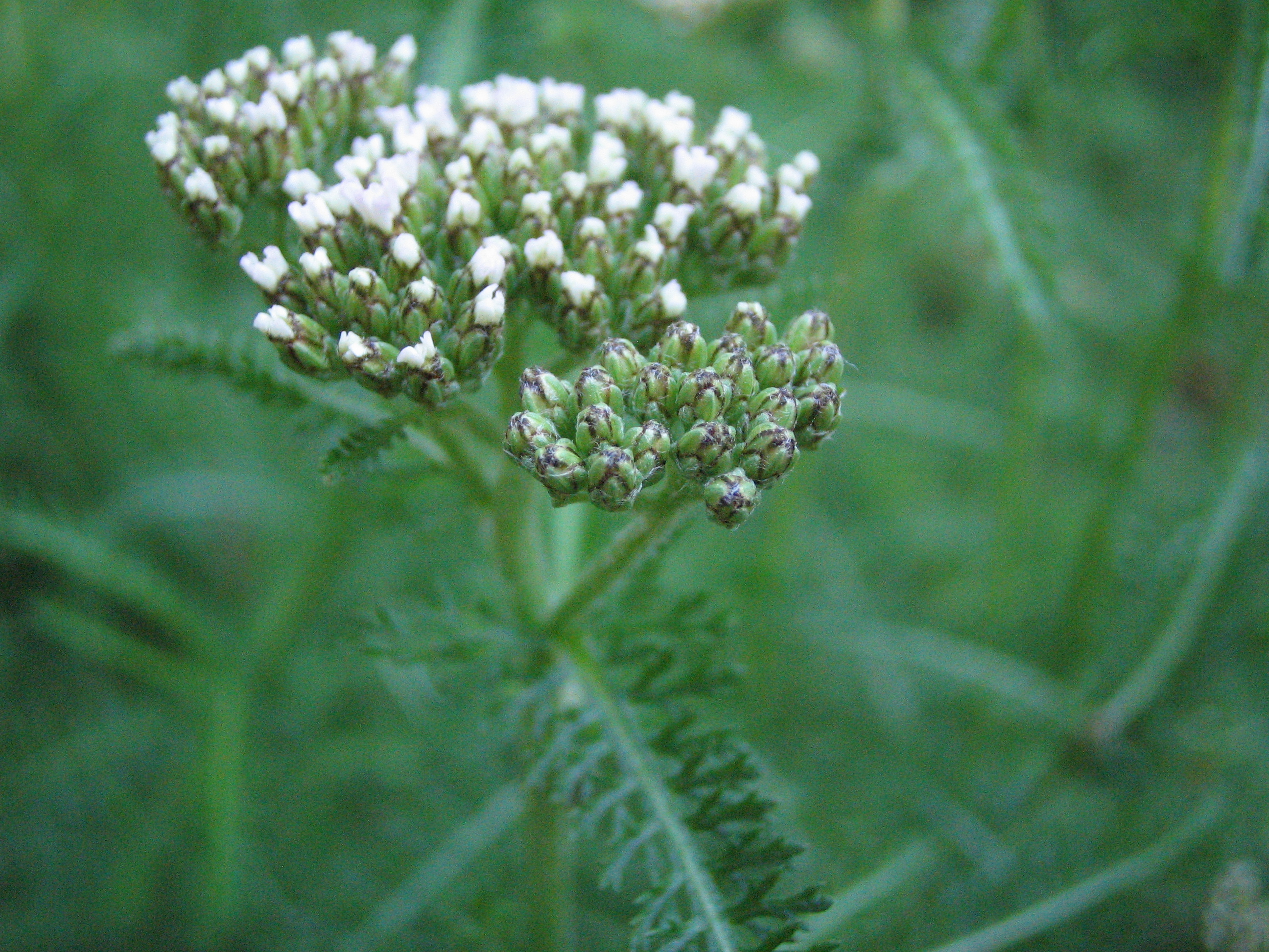 セイヨウノコギリソウ 西洋鋸草 道草