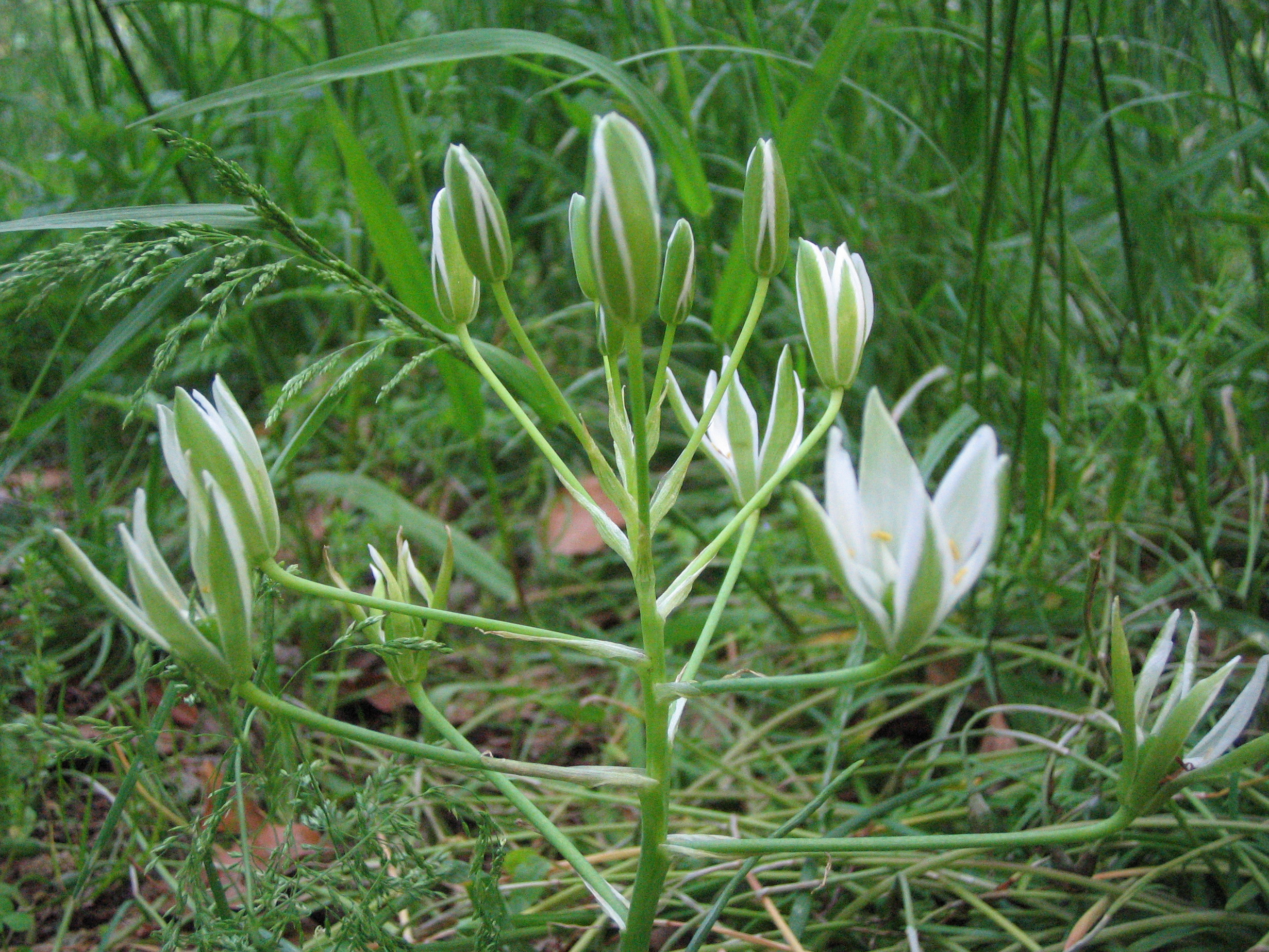 オオアマナ 大甘菜 道草 オオアマナ 大甘菜 道草