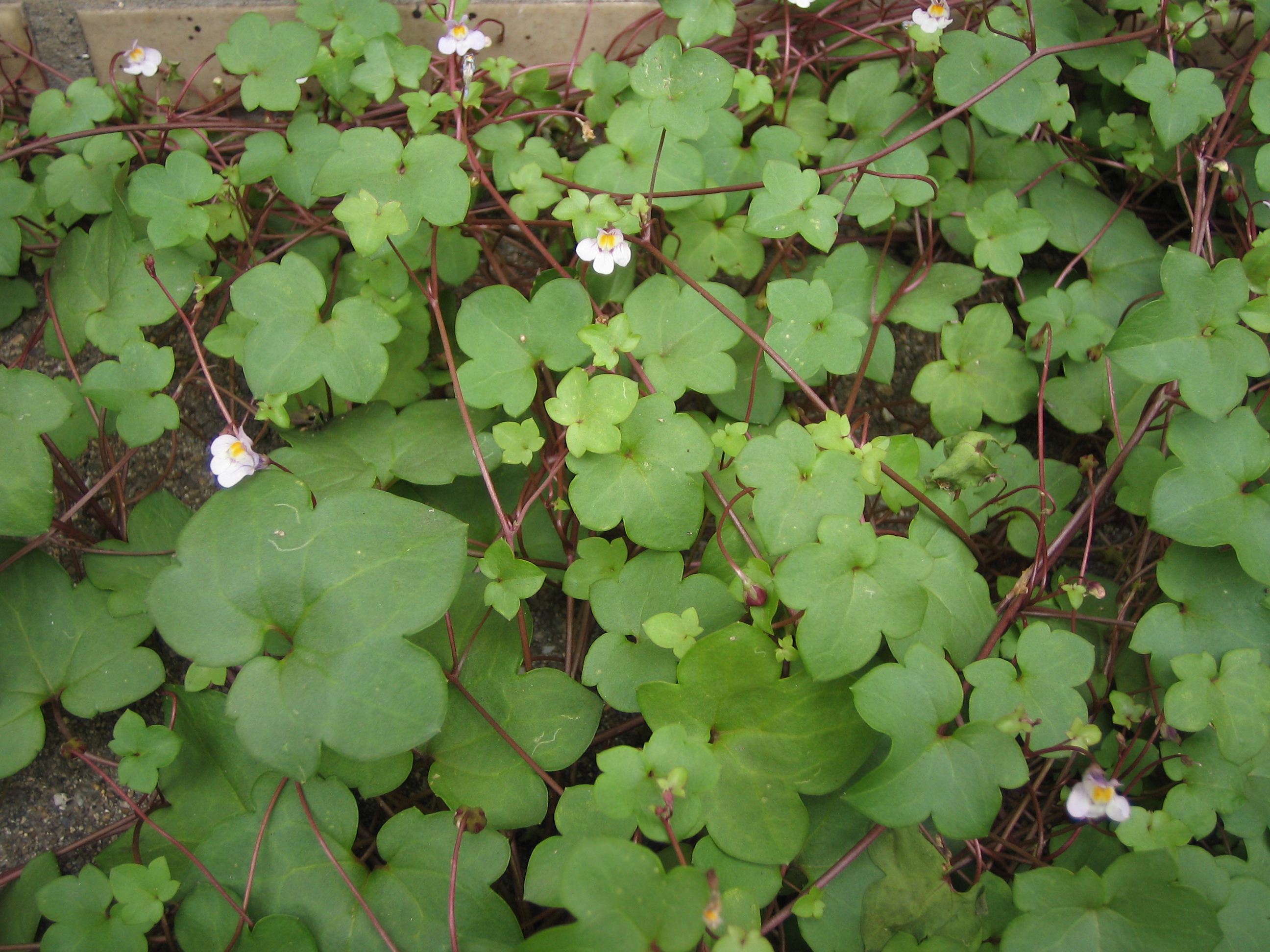 ツタバウンラン 蔦葉海蘭 道草