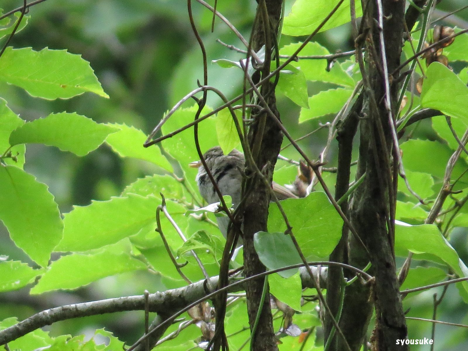 ウグイス 鶯 道草