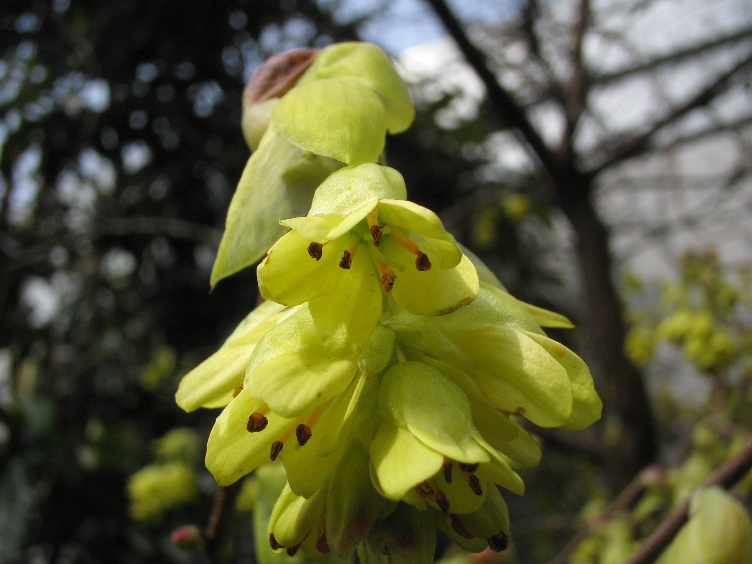 トサミズキ 土佐水木 道草