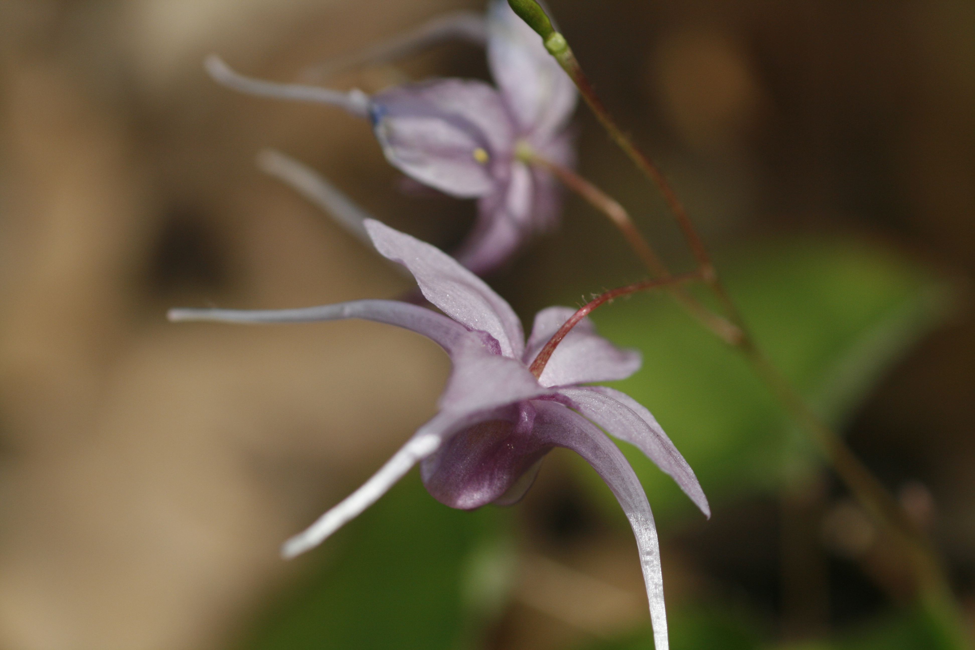 イカリソウ 碇草 道草