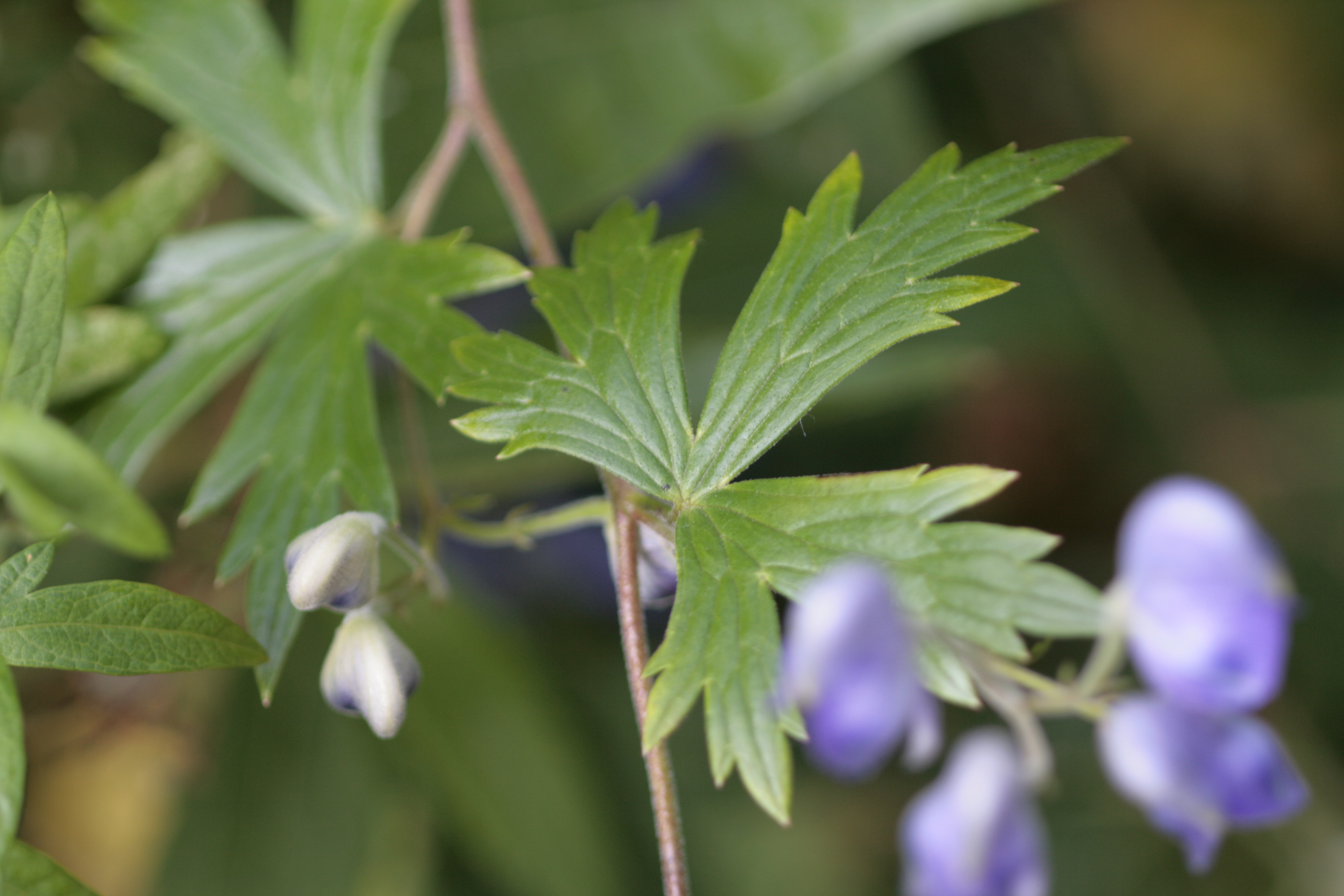 ヤチトリカブト 谷地鳥兜 道草