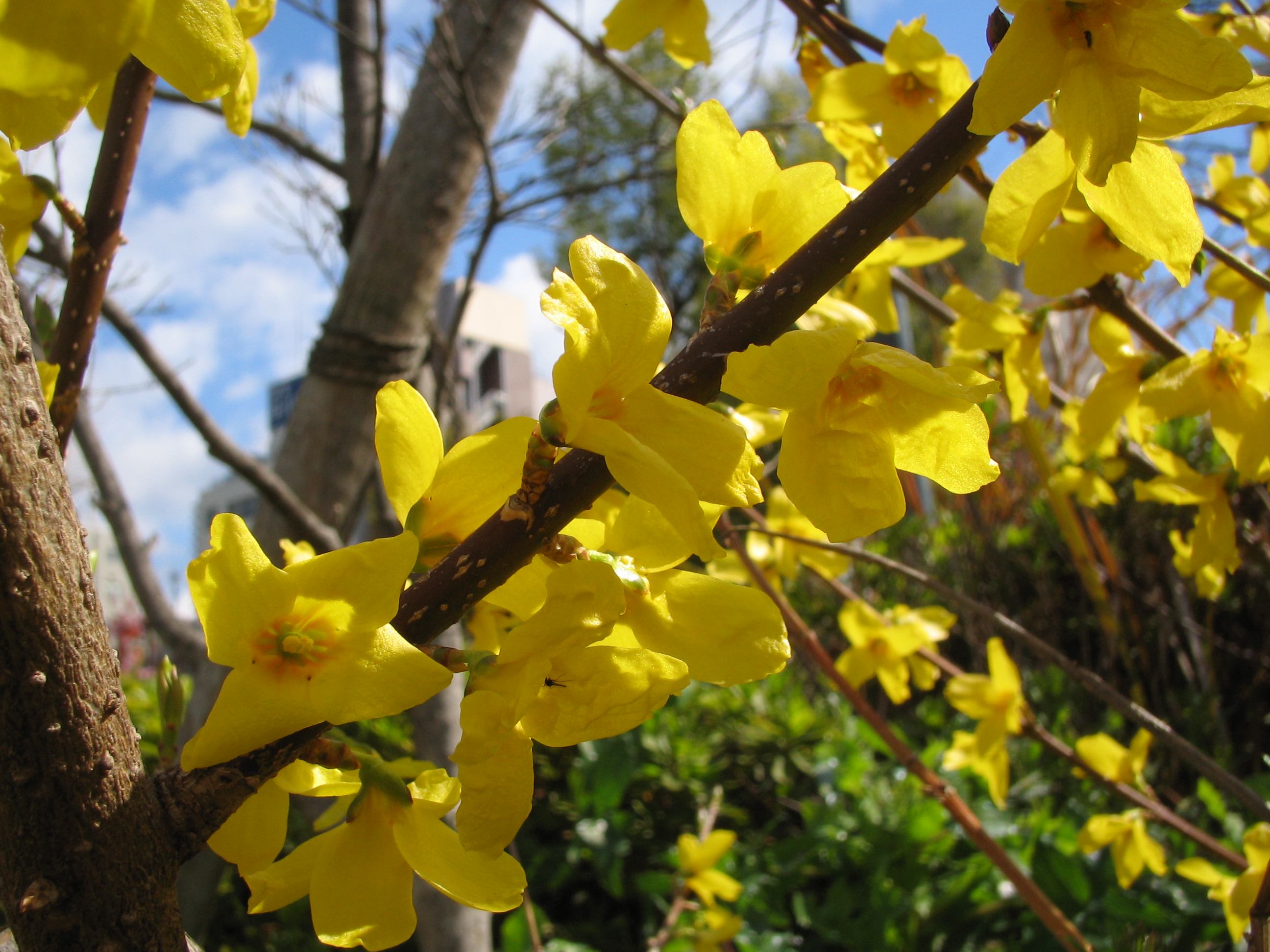 レンギョウ 連翹 道草