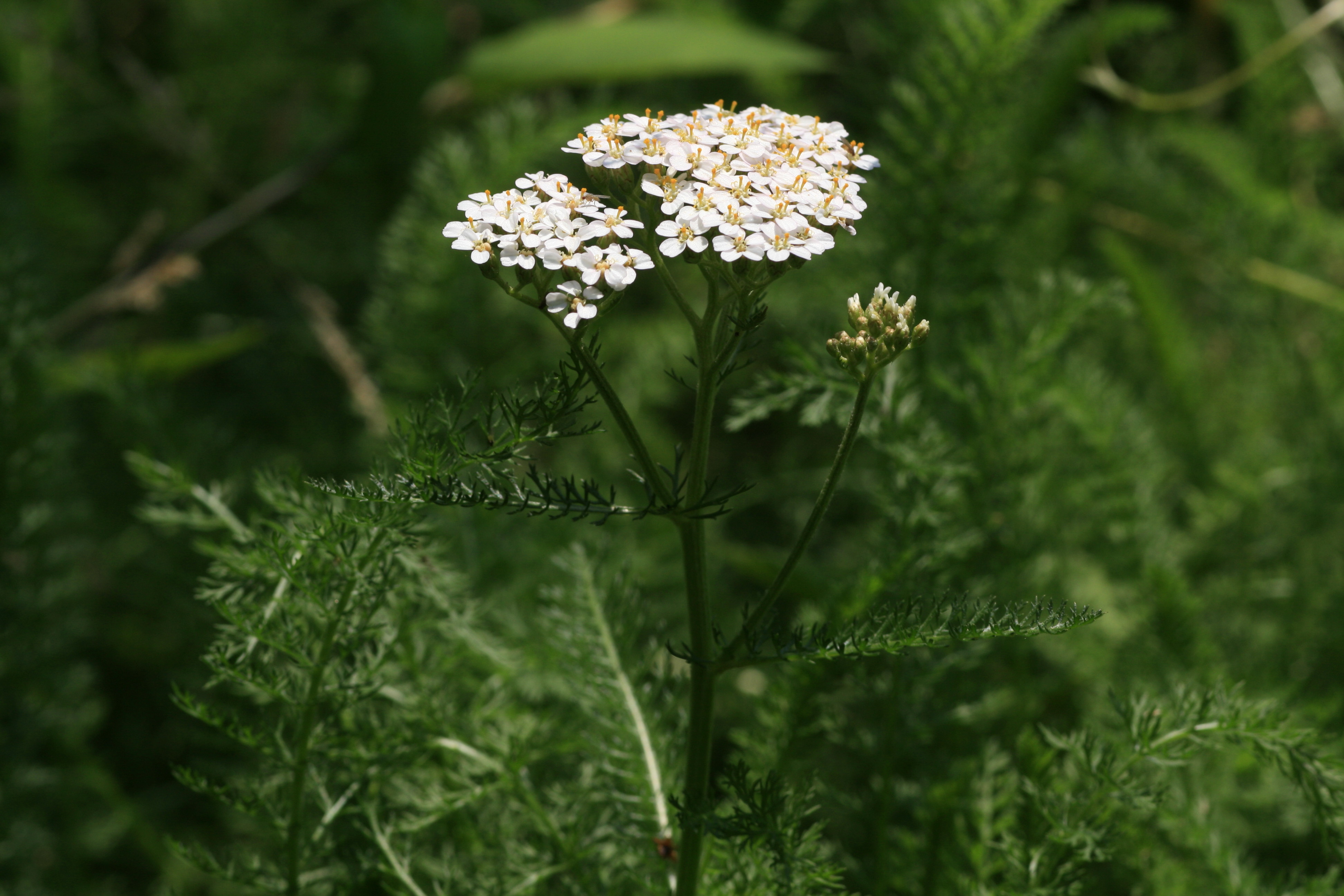 セイヨウノコギリソウ 西洋鋸草 道草