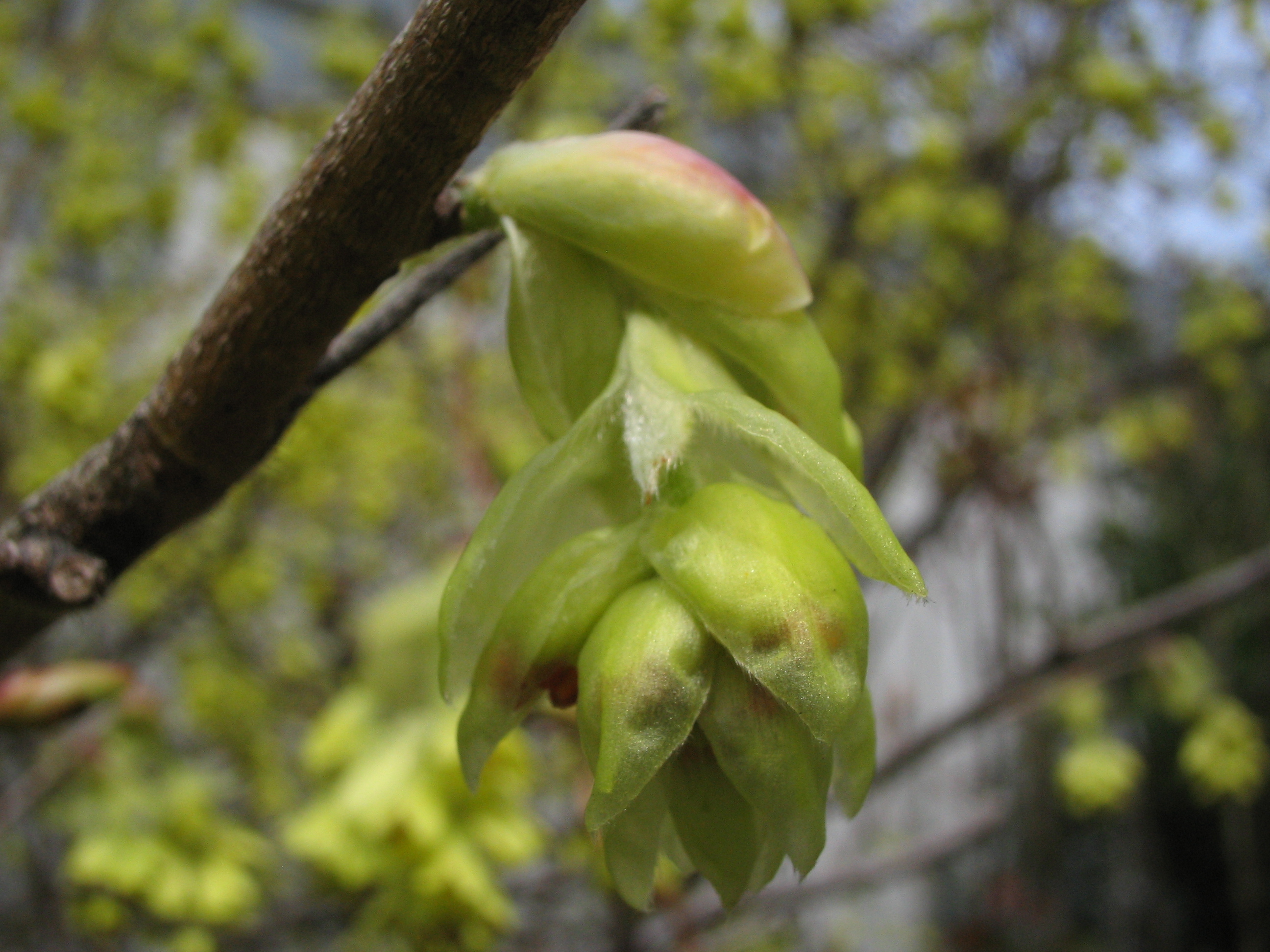 トサミズキ 土佐水木 道草