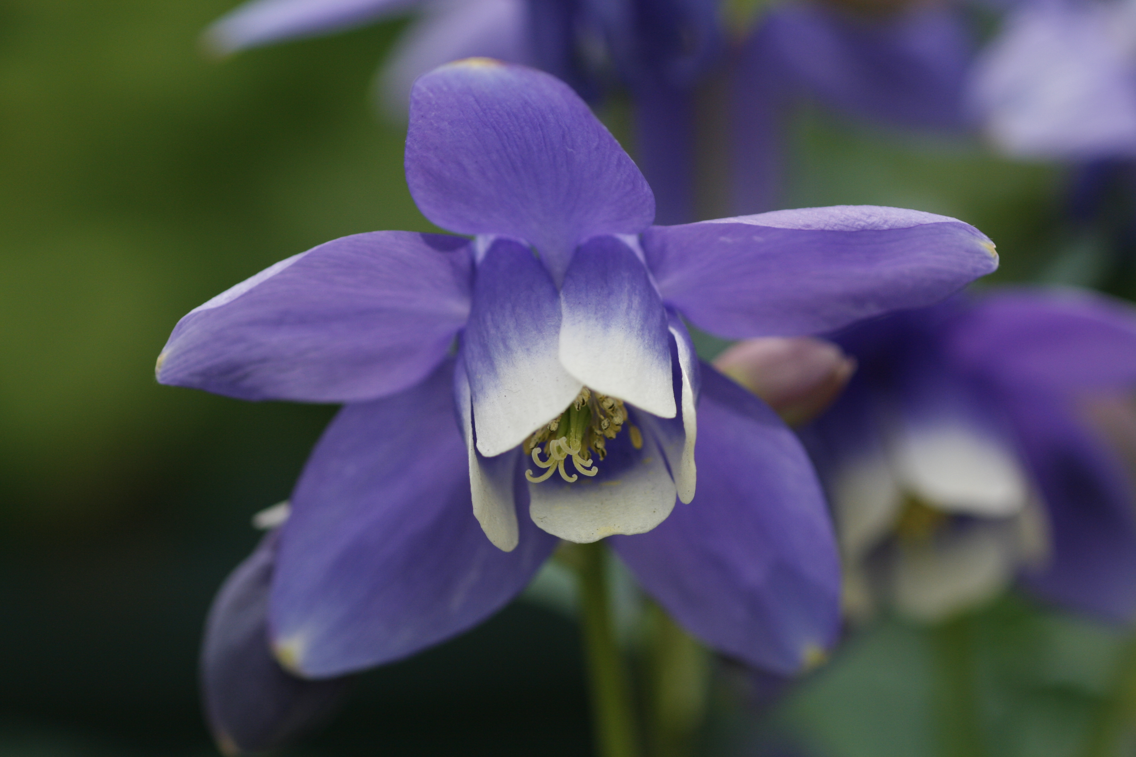 オダマキ 苧環 道草