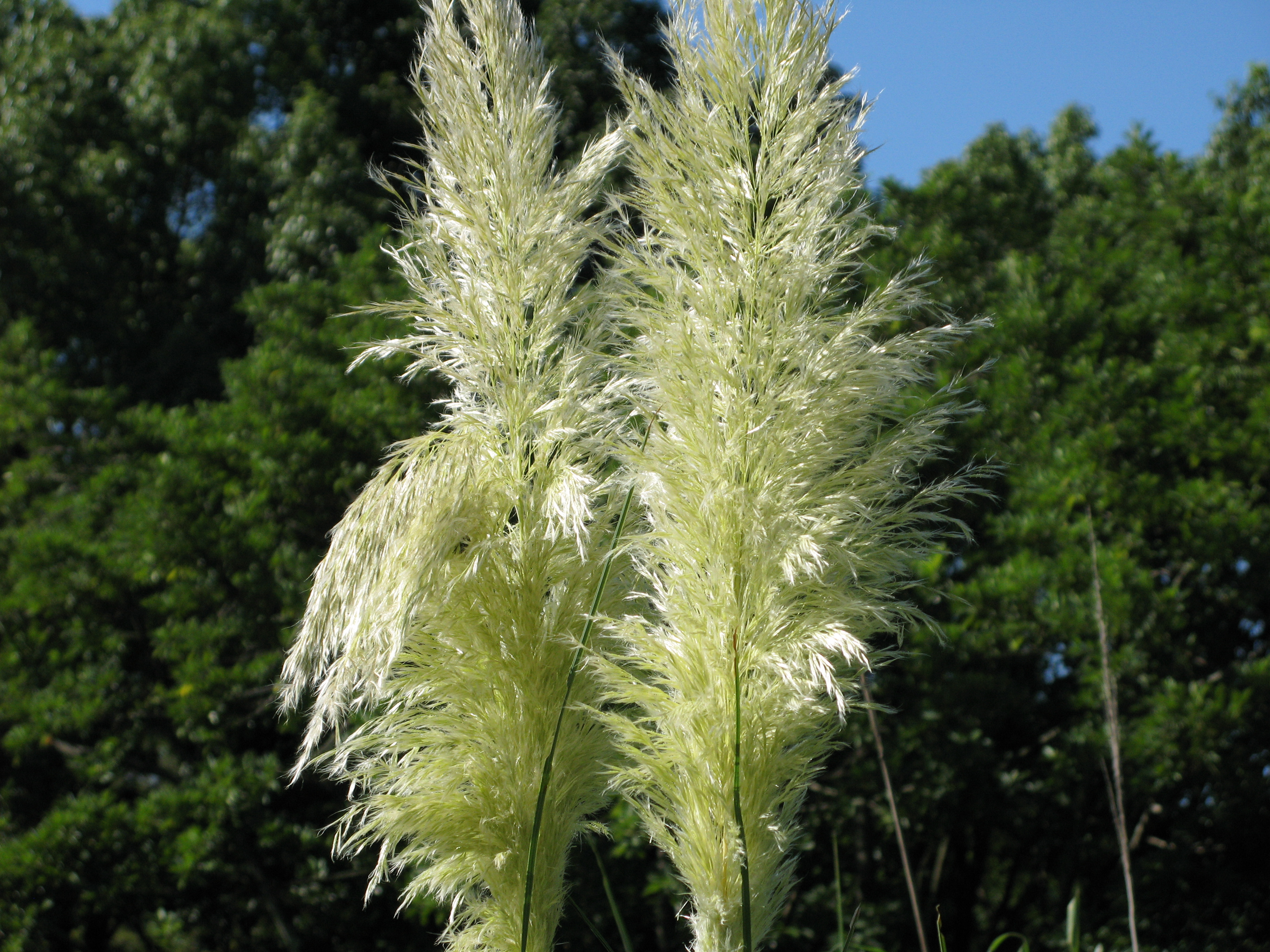 シロガネヨシ 白銀葭 パンパスグラス 道草