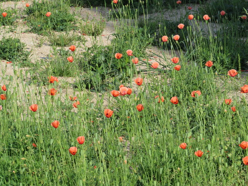 0502 IMG_9269 sx50