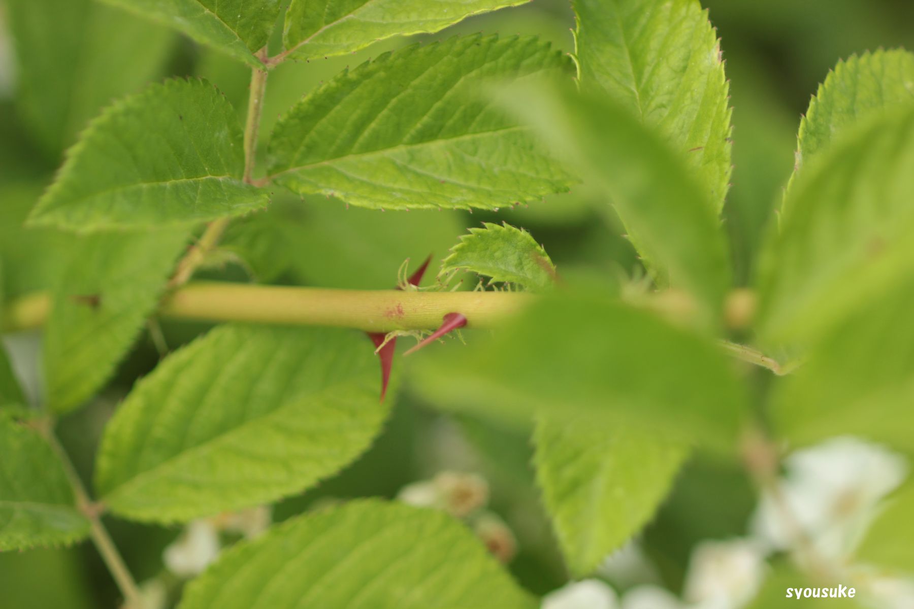 ノイバラ 野茨 道草