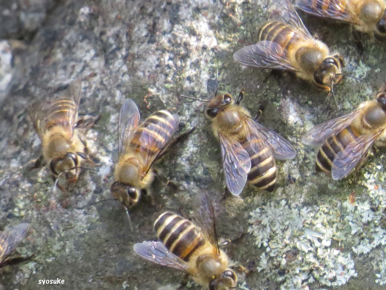 ニホンミツバチ 日本蜜蜂 道草