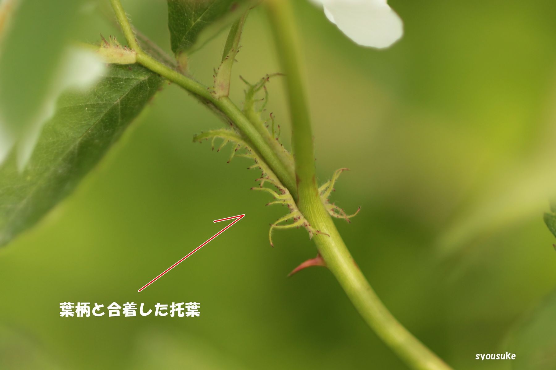 ノイバラ 野茨 道草