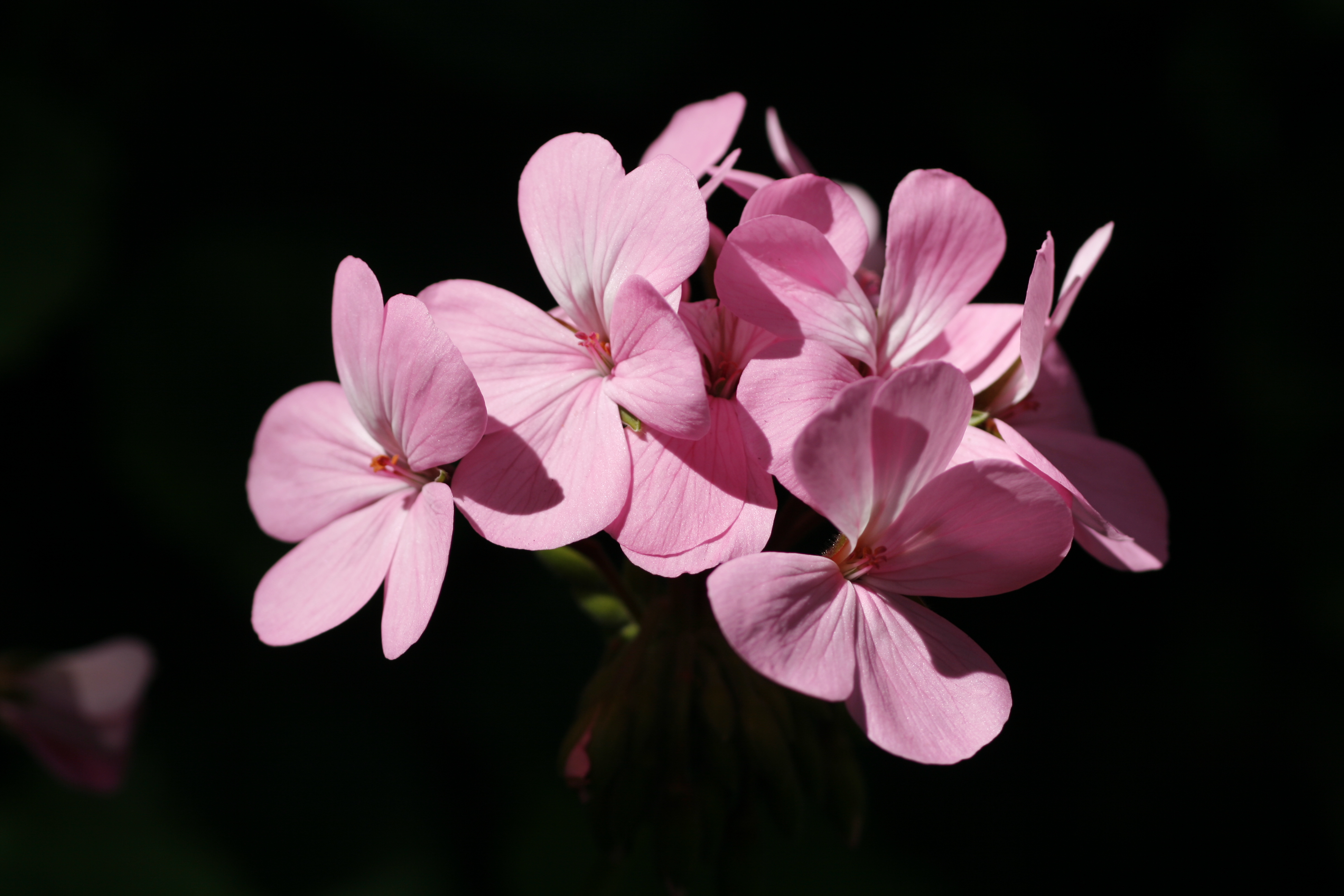 ゼラニューム 天竺葵 てんじくあおい 道草