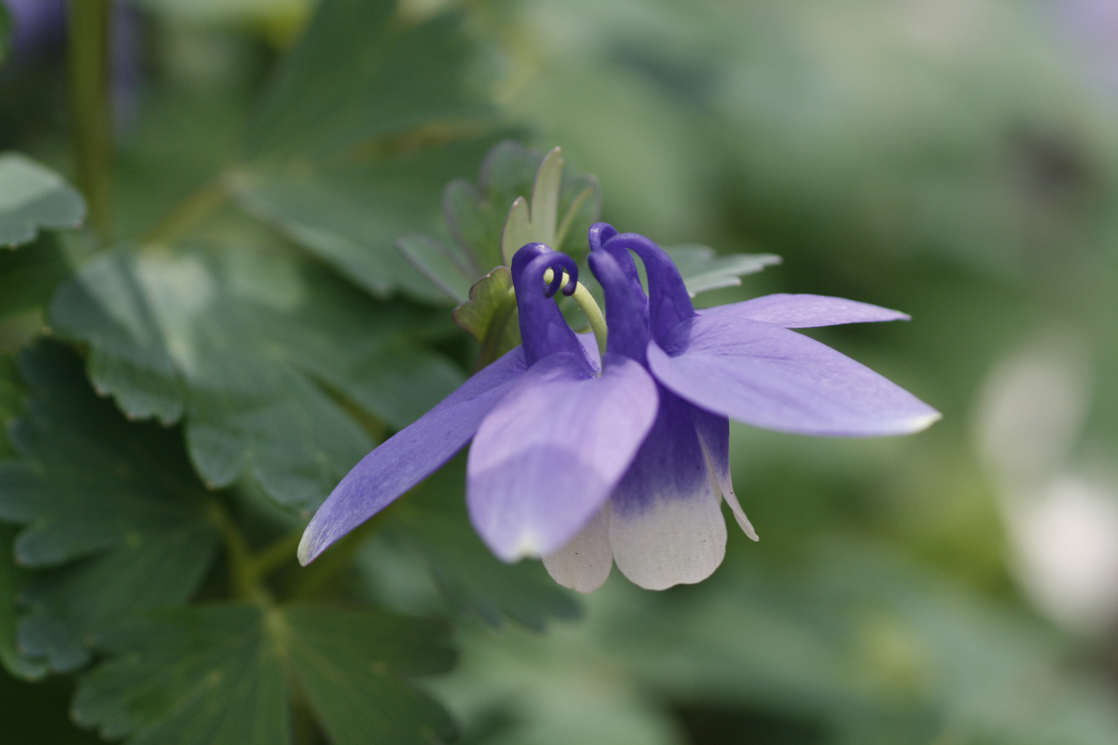 オダマキ 苧環 道草