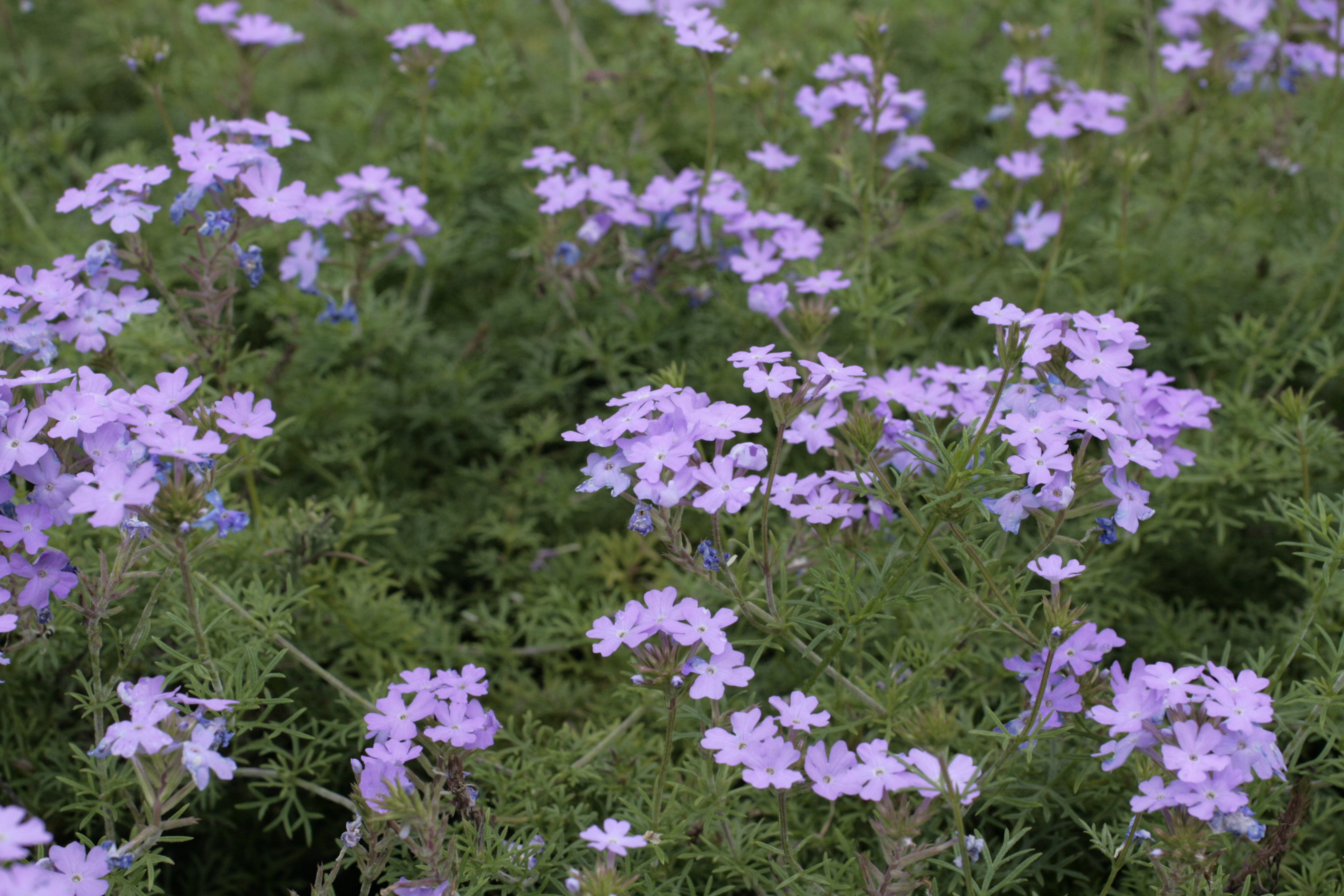 バーベナ テヌイセクタ カラクサハナガサ 唐草花笠 道草