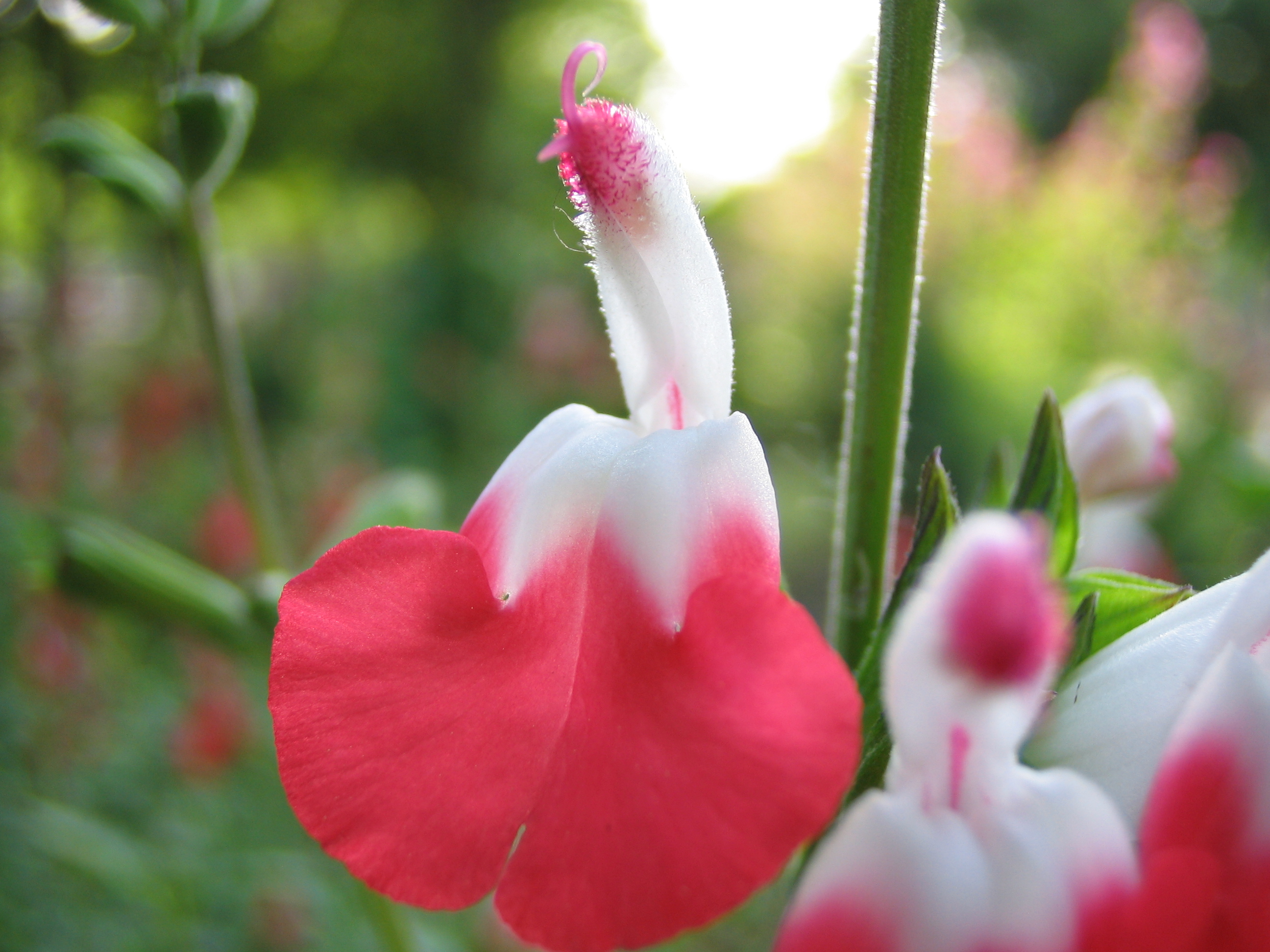 サルビア ミクロフィラ チェリーセージ 道草