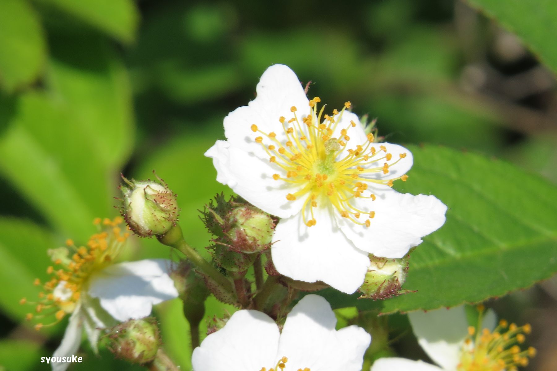 ノイバラ 野茨 道草