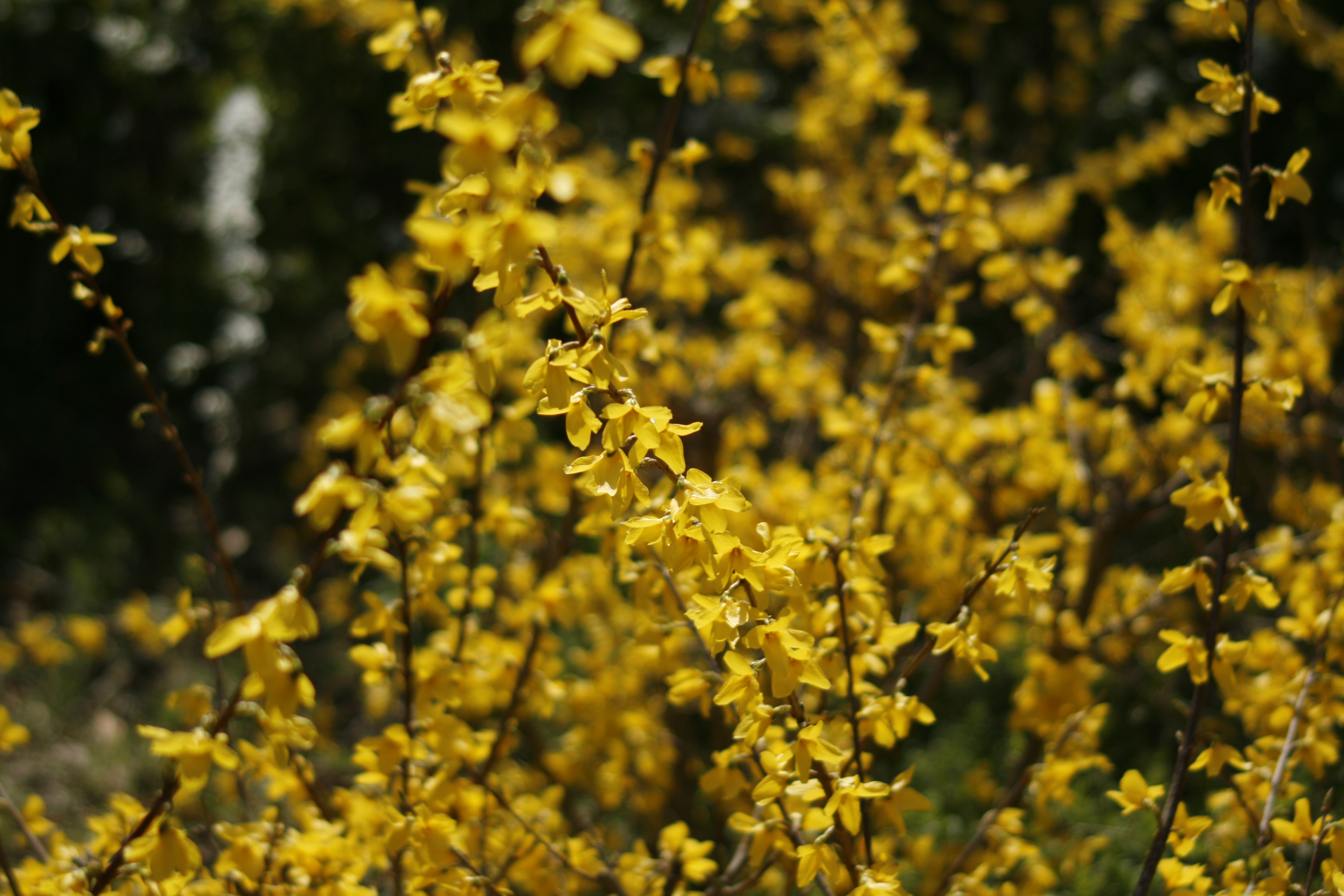 レンギョウ 連翹 道草