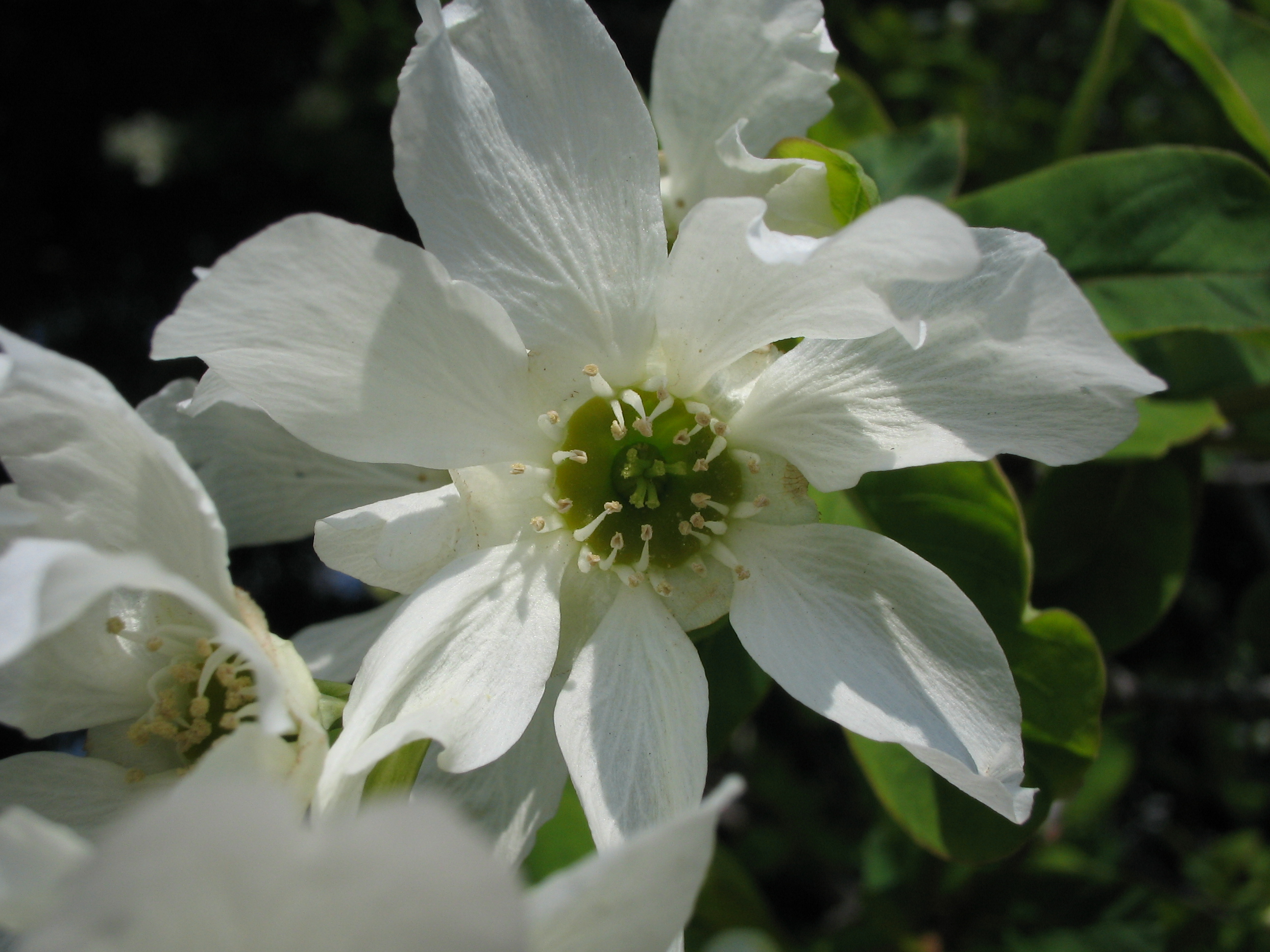 リキュウバイ 利休梅 道草