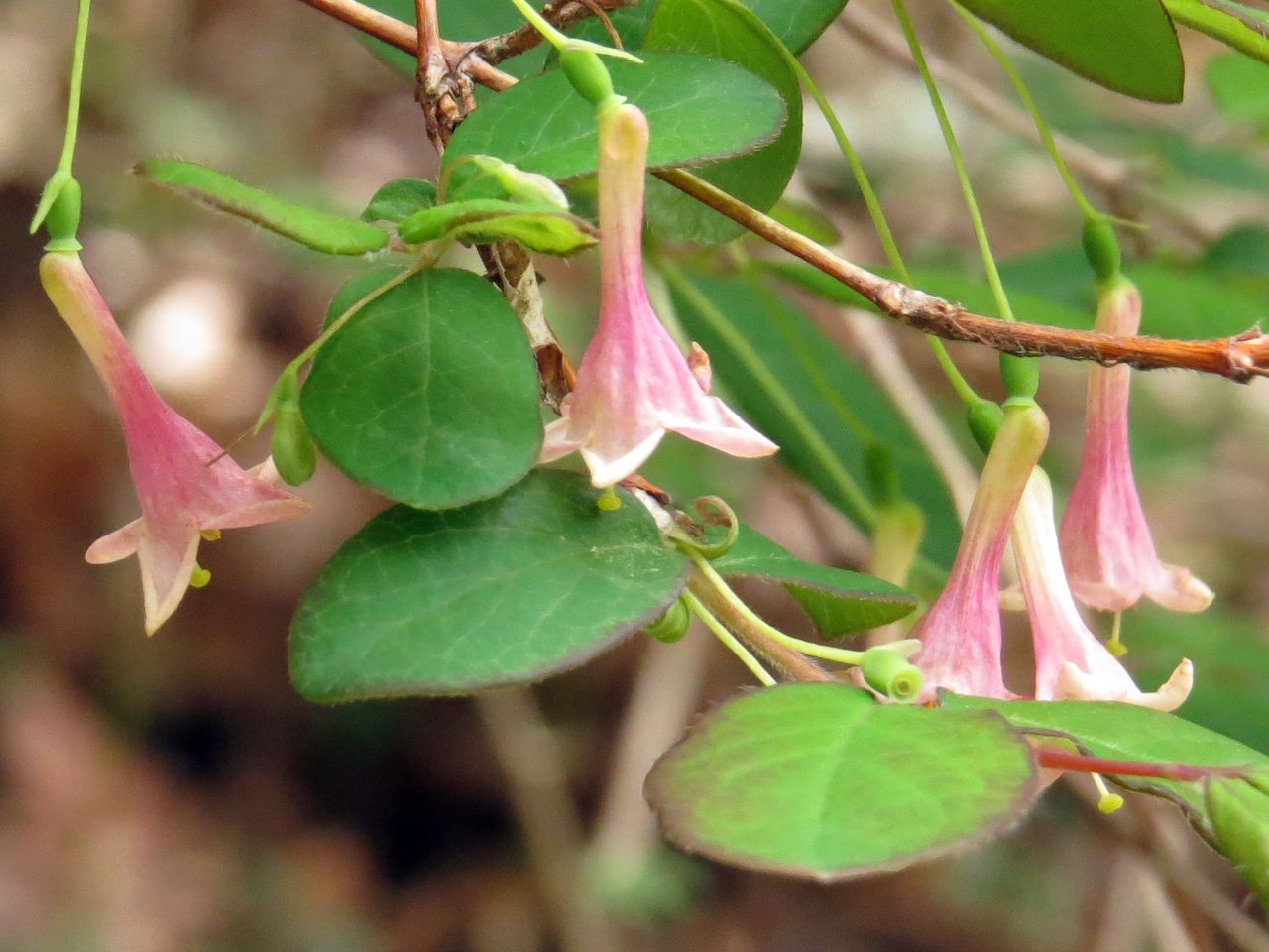 ウグイスカグラ 鶯神楽 道草