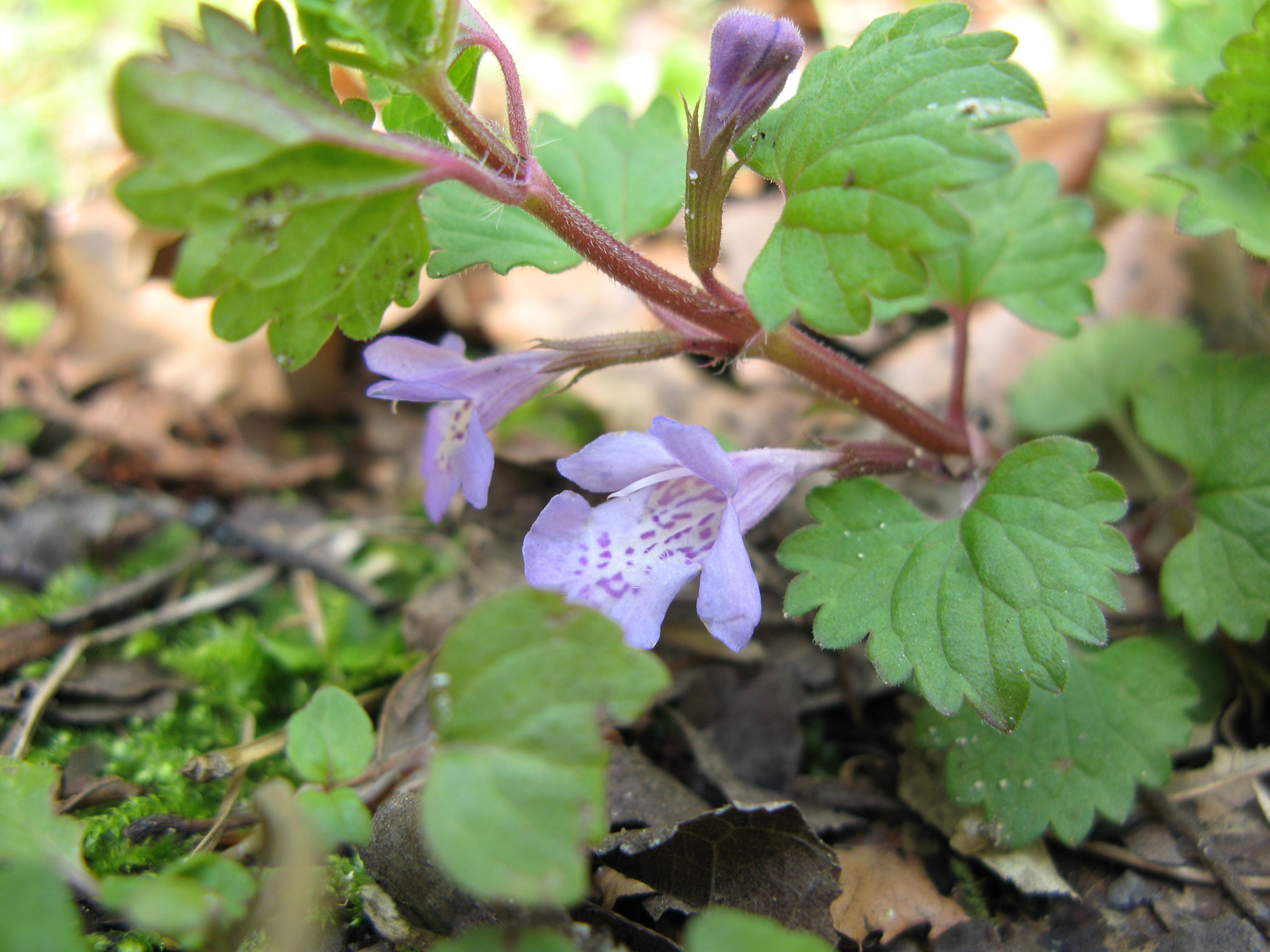 カキドオシ 垣通 道草