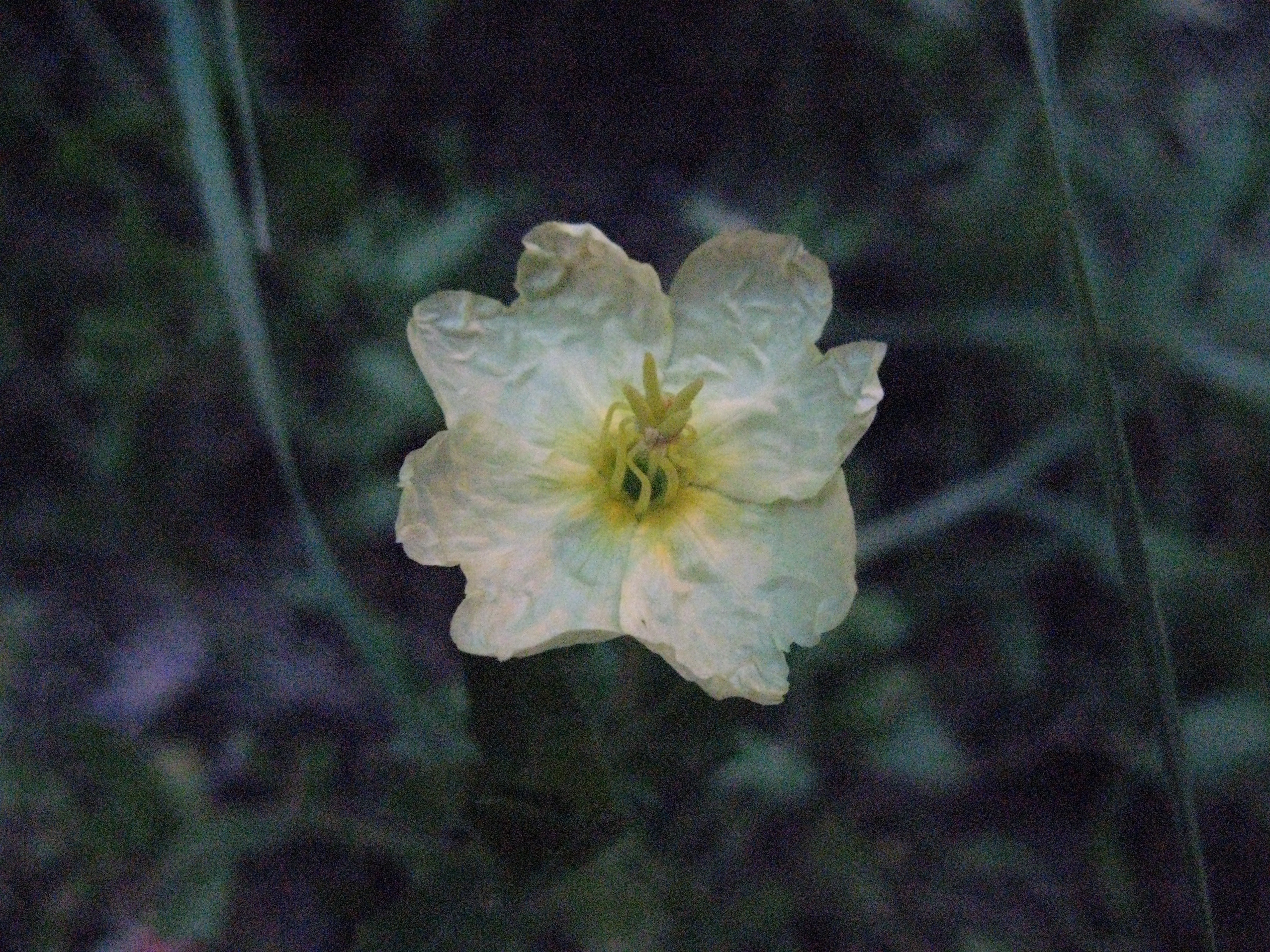 コマツヨイグサ 小待宵草 道草