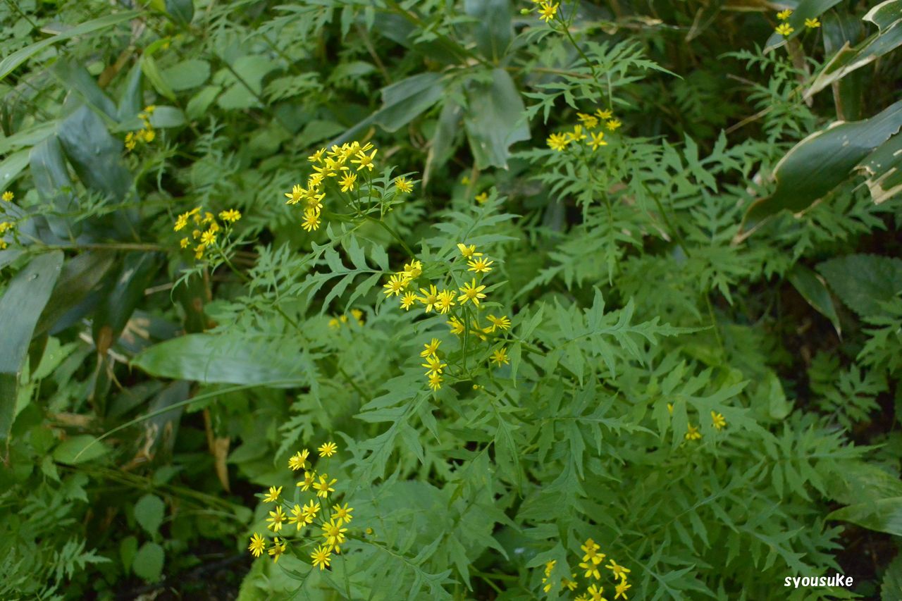 道草サワギク(沢菊) 道草サワギク(沢菊)