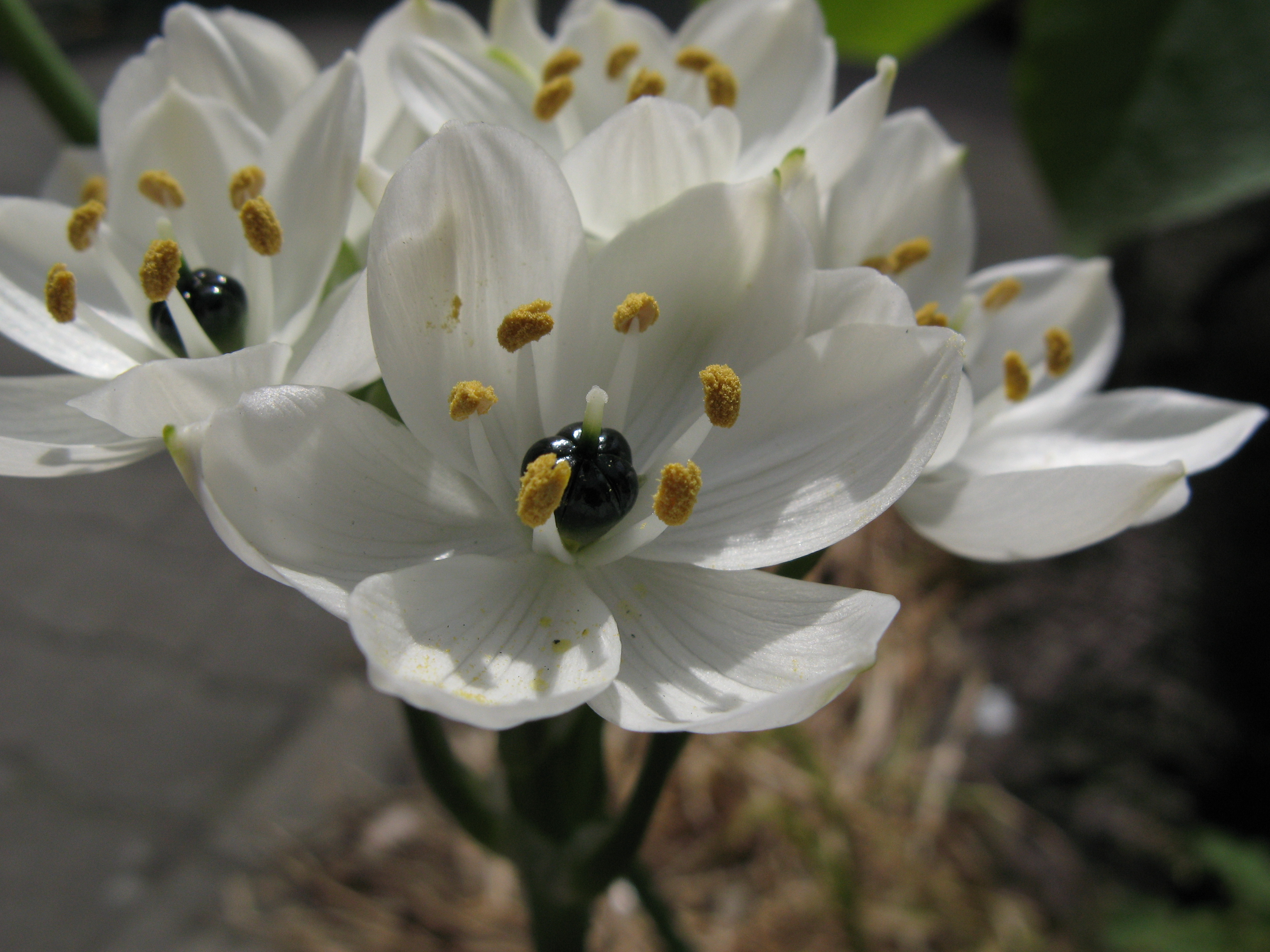 クロボシオオアマナ 黒星大甘菜 道草 クロボシオオアマナ 黒星大甘菜 道草