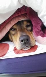 犬2