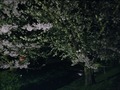 IMG_5098