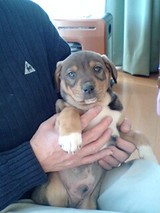 犬