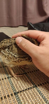 ベタ慣れのうずら可愛すぎワロタｗｗｗ（※画像あり） - Vimarsana News