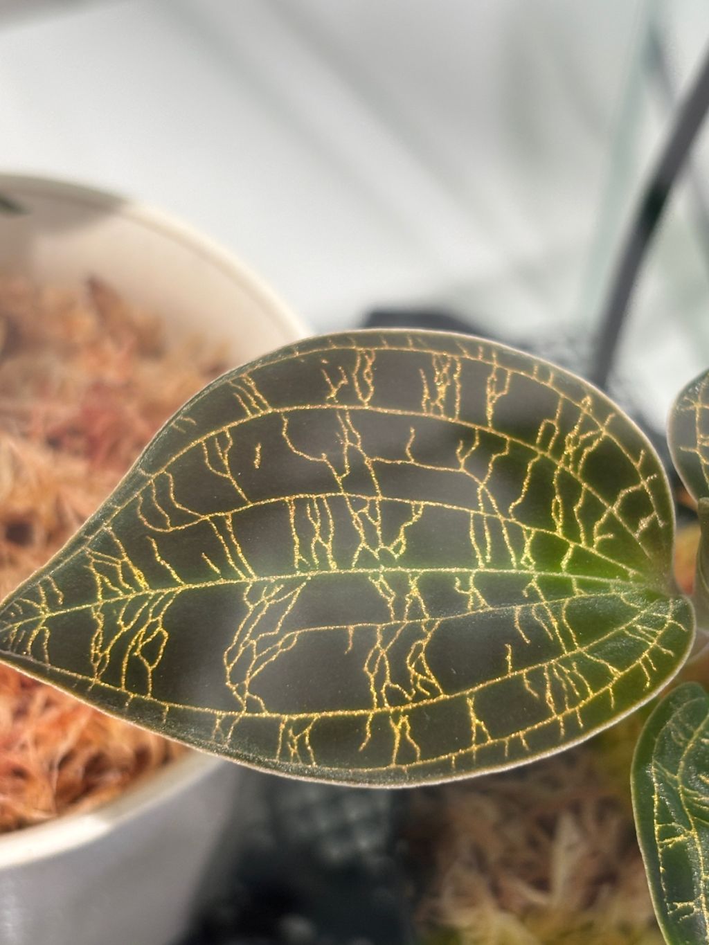 植物育ててるぼくのお部屋、湿度が限界突破（※画像あり）