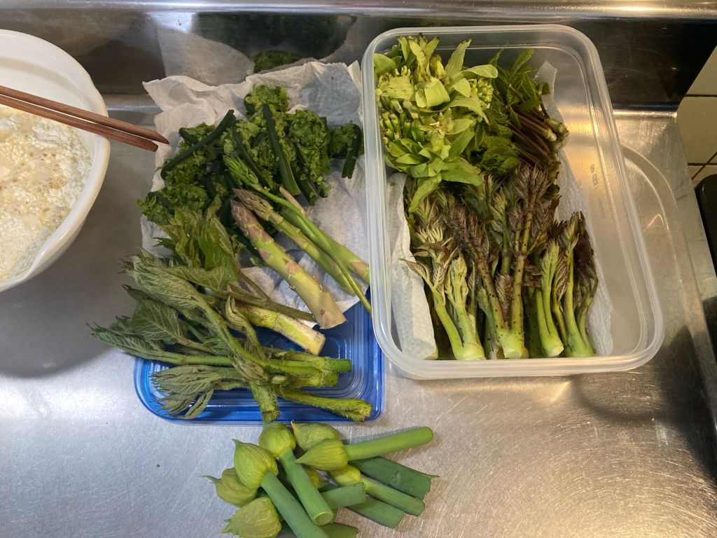 山さ行って山菜取ってきただ【天ぷら等】（※画像あり）