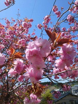 あんまり言っちゃいけない雰囲気あるけど、桜ってあんまり綺麗じゃないよね