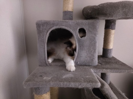うちの猫をみてくれ（※画像あり）