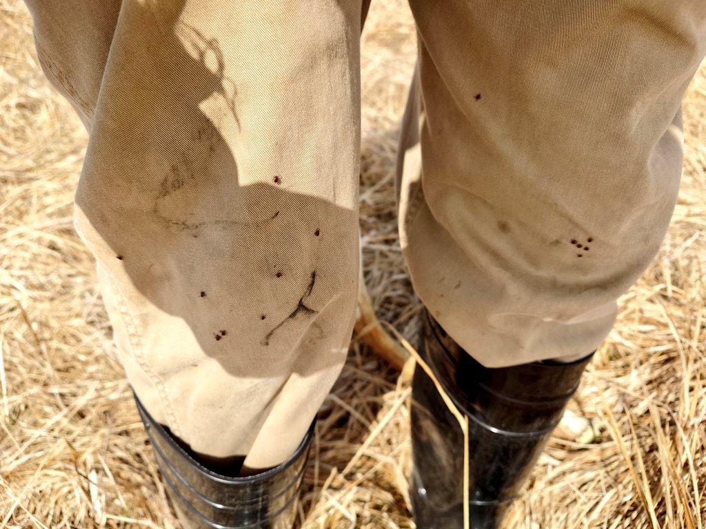 畑に行ったらマダニだらけで草！！！！！！