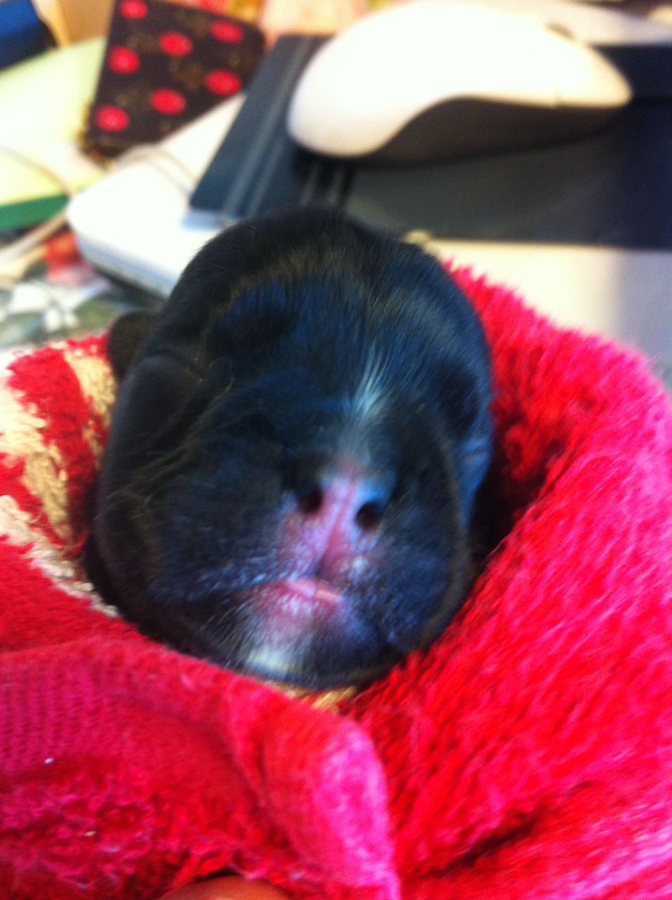 生まれたぞ 赤ちゃん 必殺ｂ級居酒屋 秀平４０６