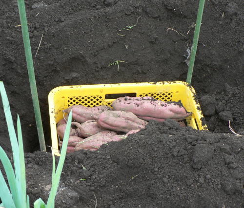 サツマイモの土中保管を考えてみる ともぞうの日本の週末農業考察ぶろぐ